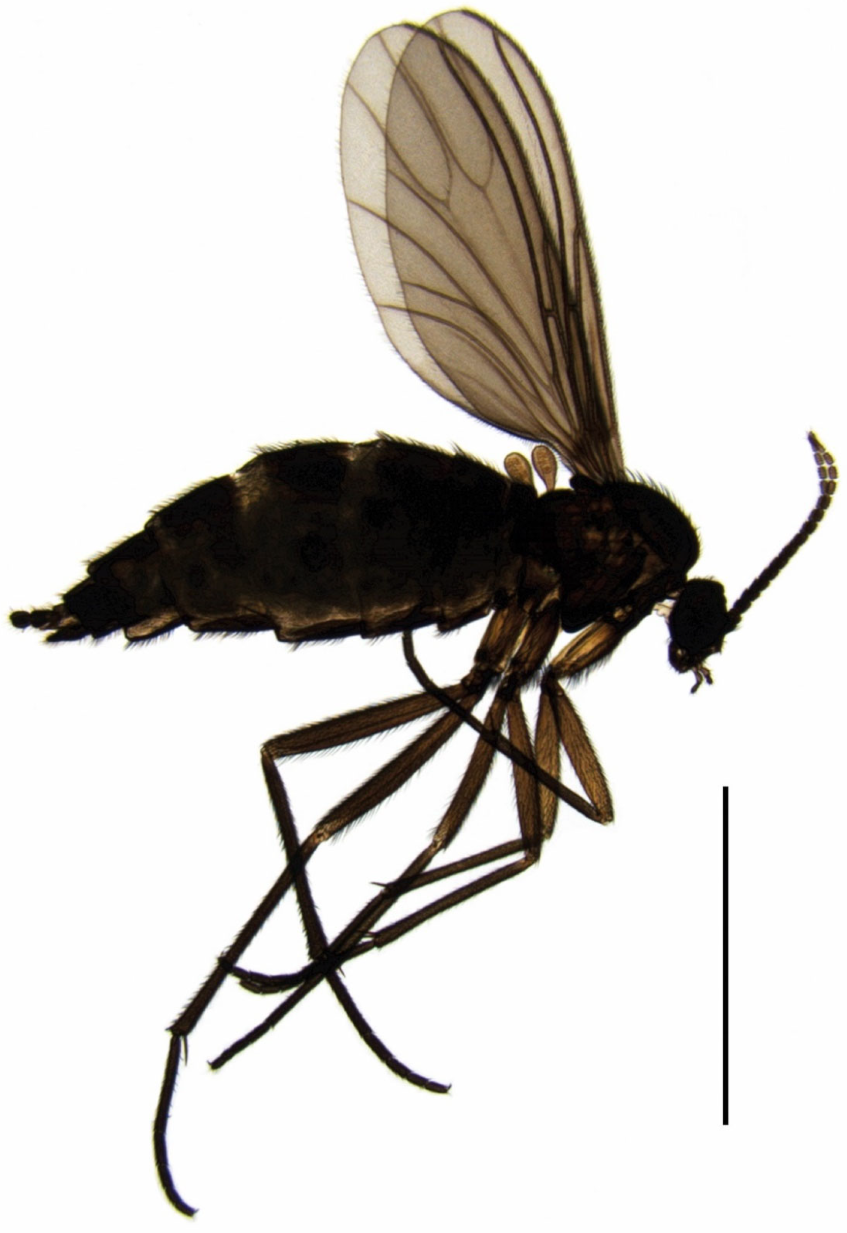 Insects 15 00118 g001 Insects 15 00118 g001