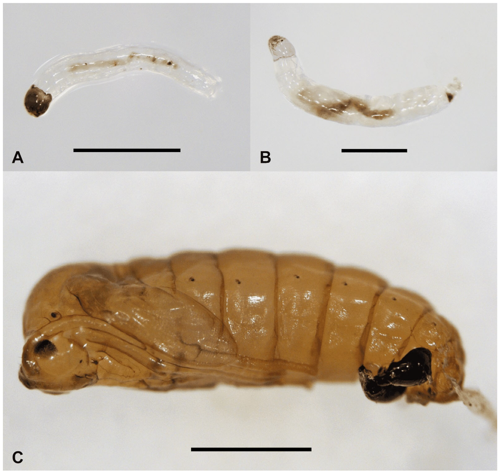 Insects 15 00118 g002 Insects 15 00118 g002