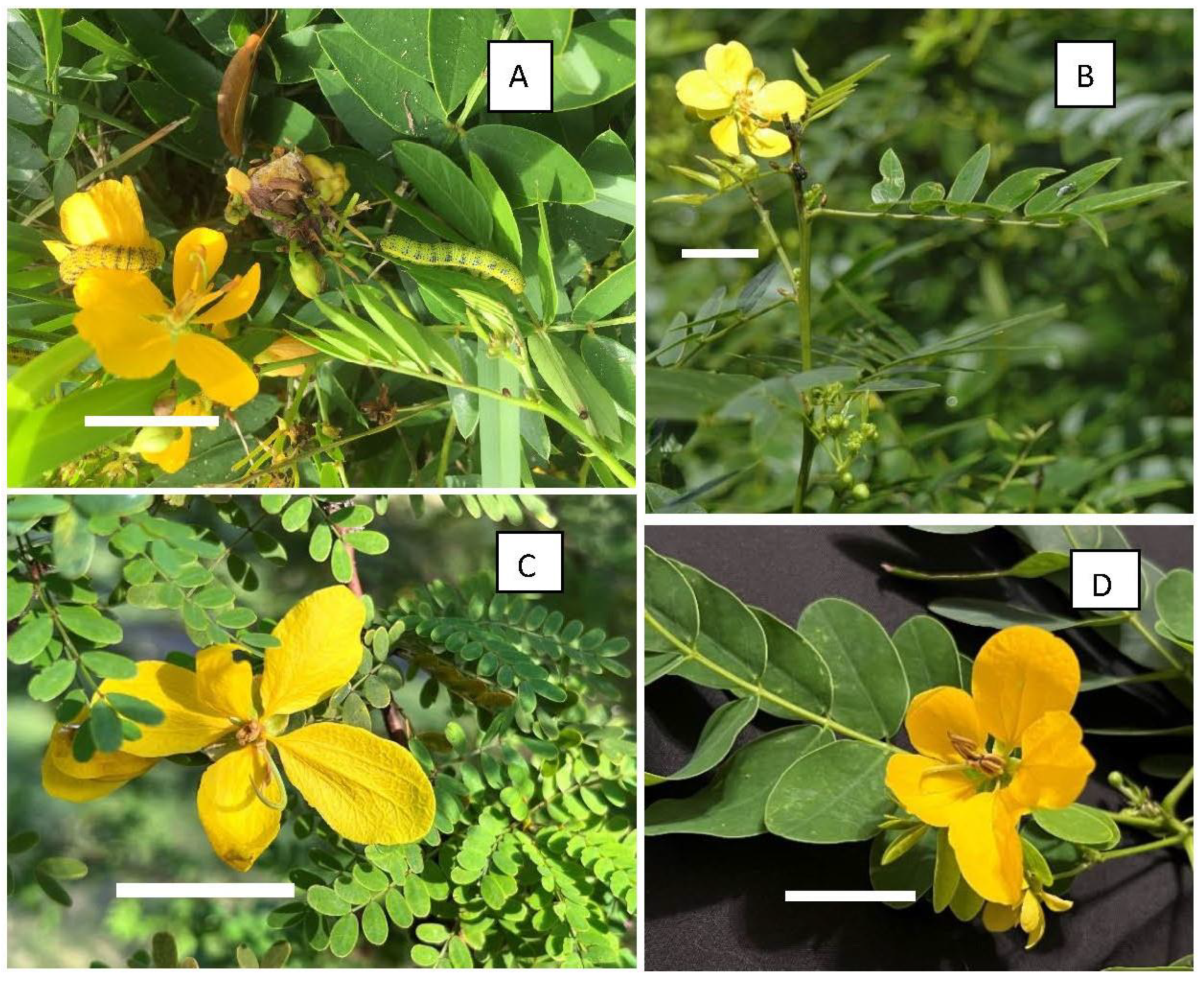 Insects 15 00123 g001