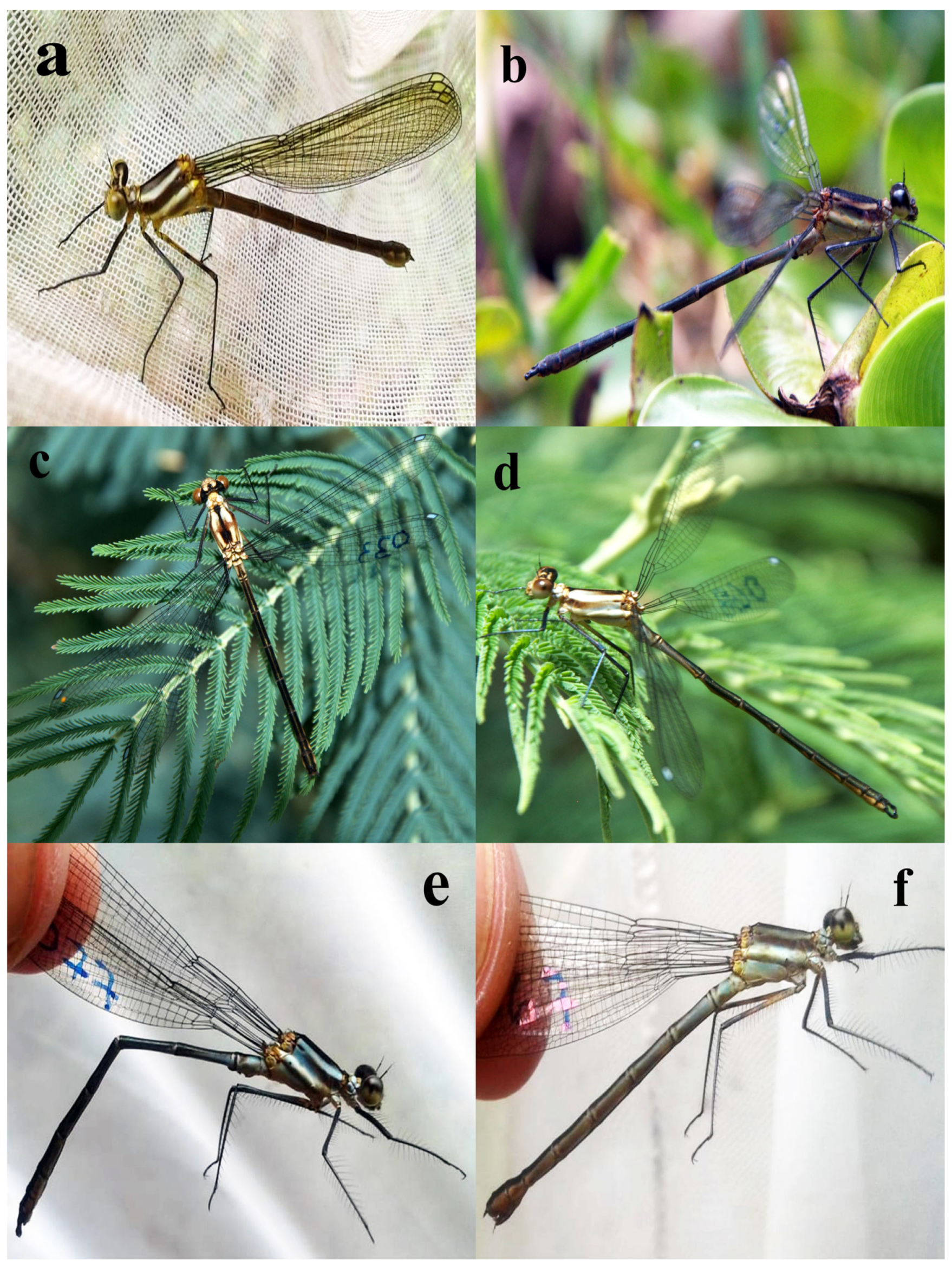 Insects 15 00125 g001