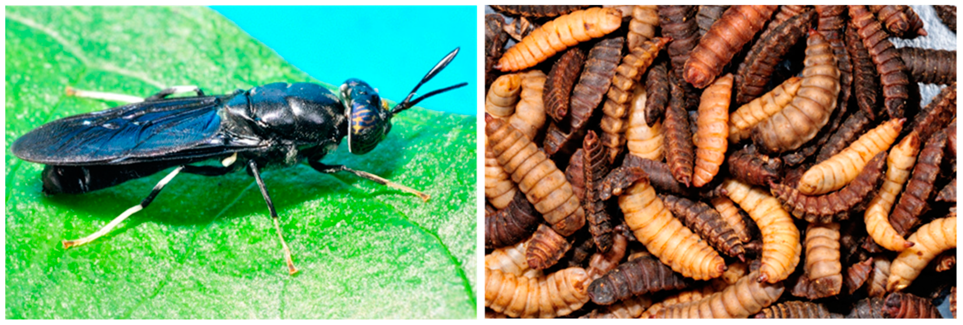 Insects 15 00133 g001