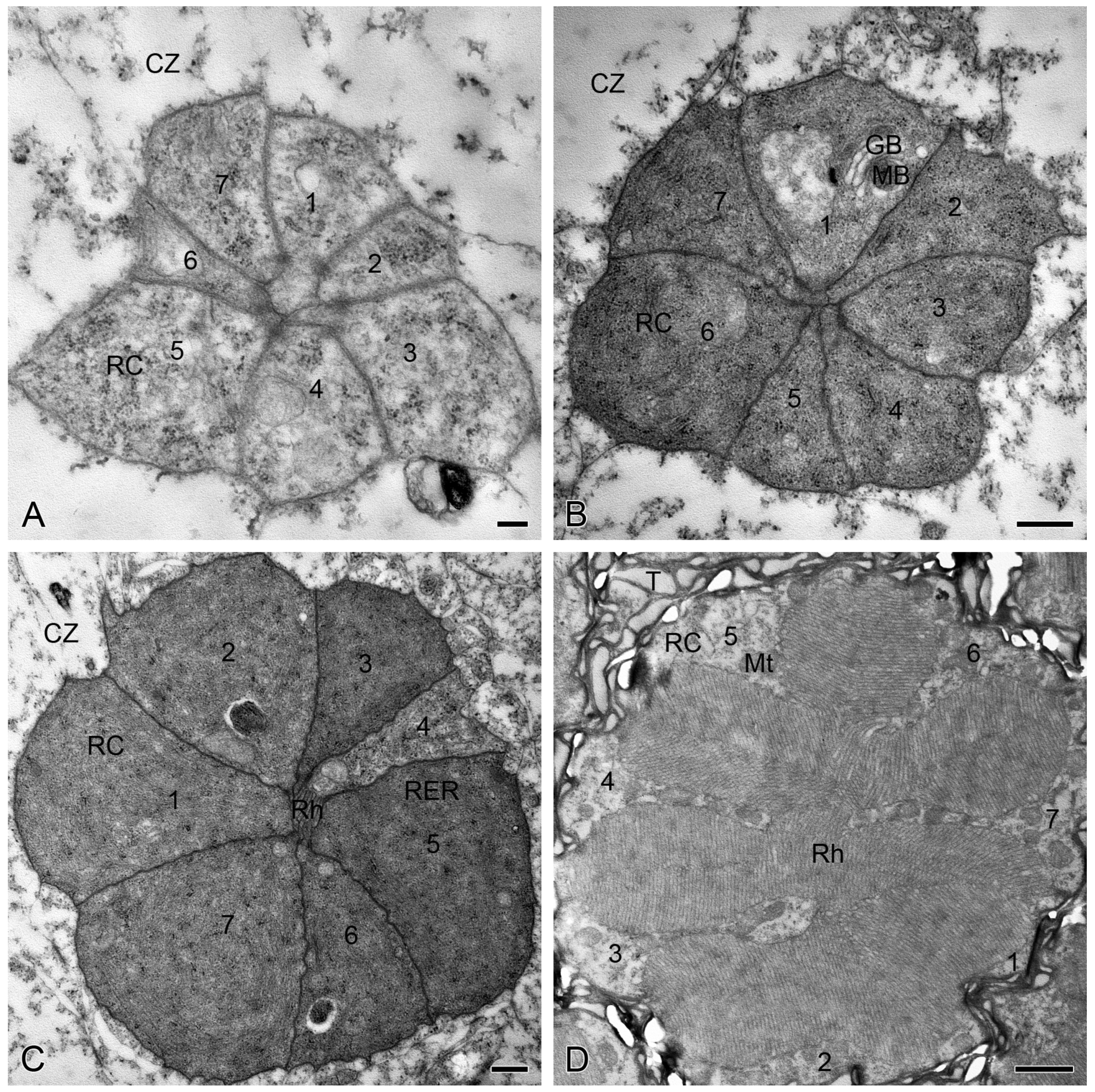 Insects 15 00135 g004