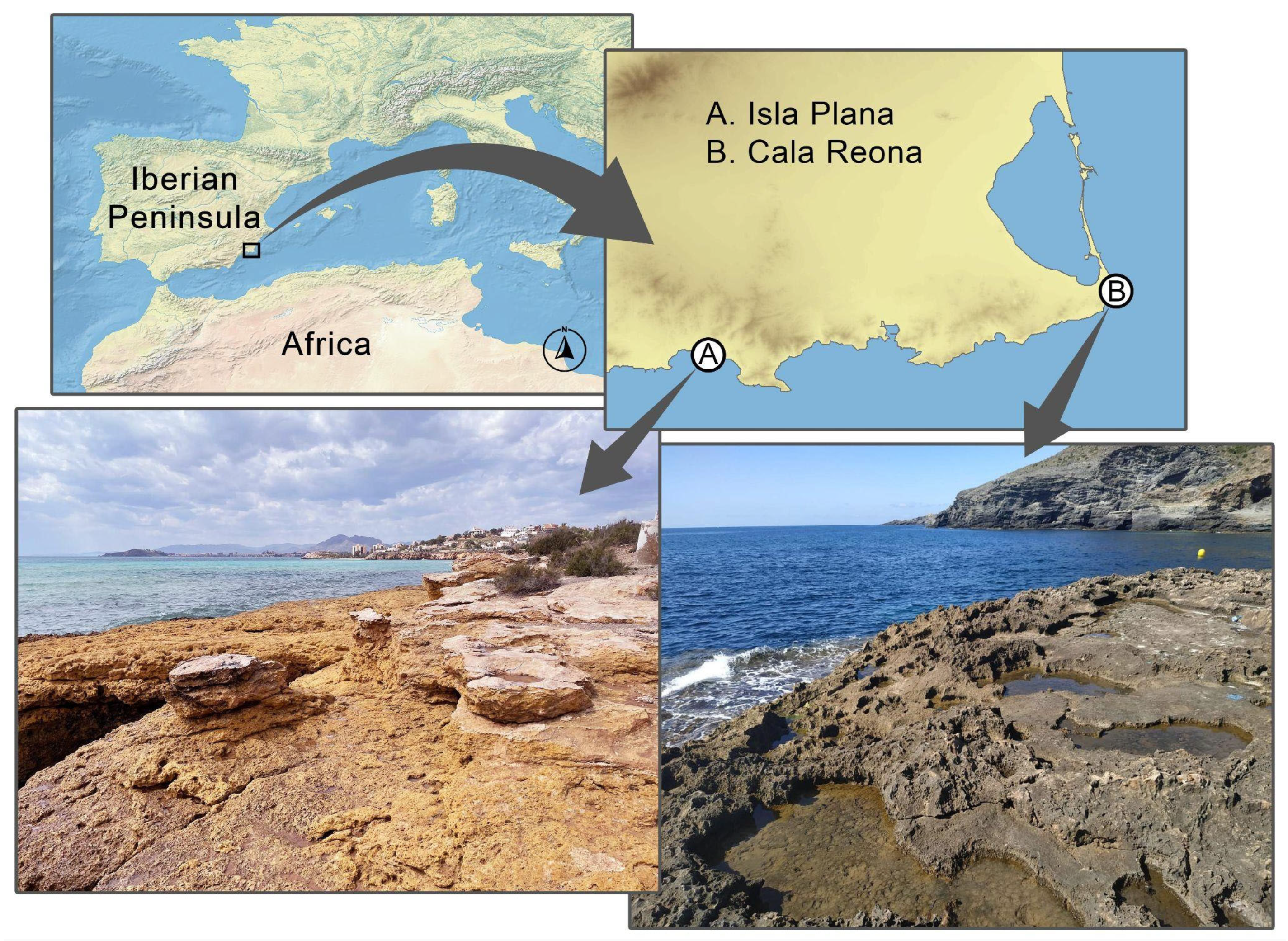 Insects 15 00140 g001