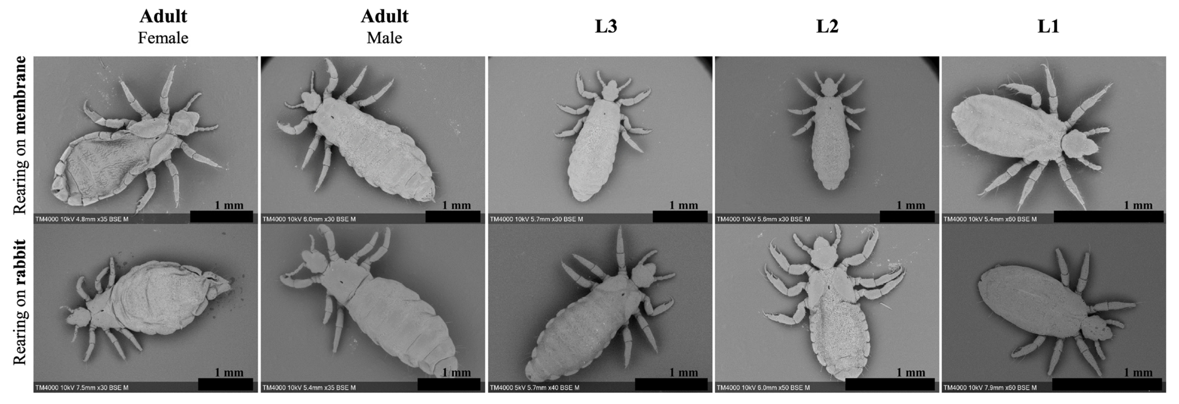 Insects 15 00145 g002 Insects 15 00145 g002