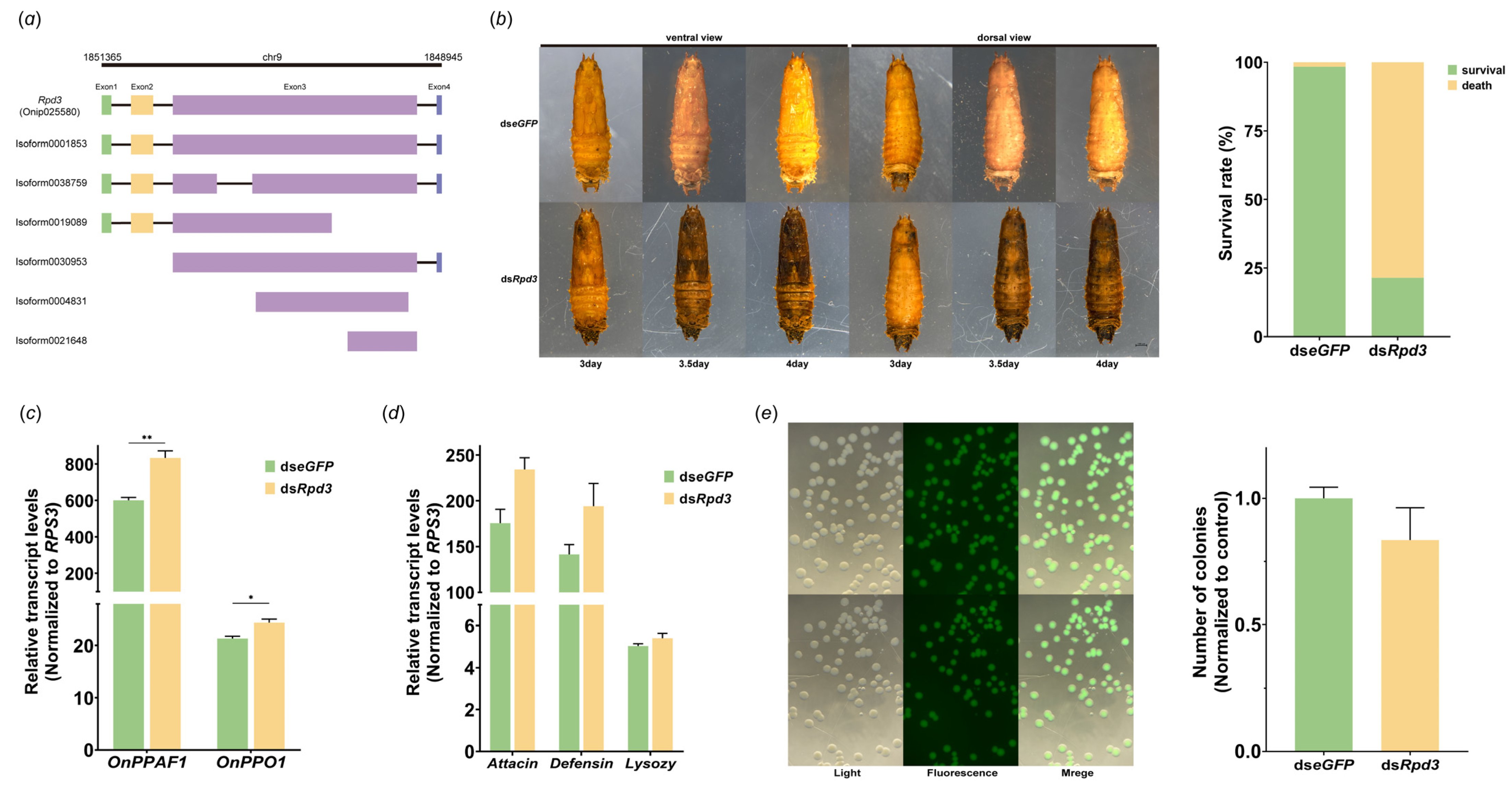 Insects 15 00161 g004