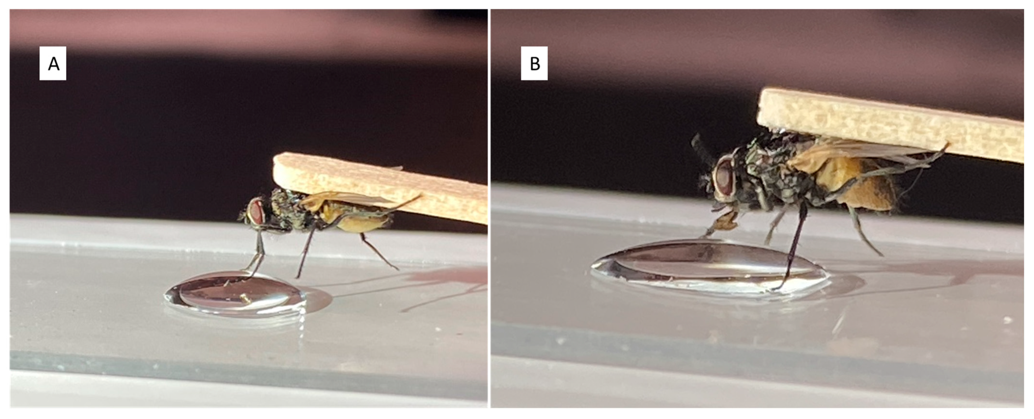 Insects 15 00168 g001 Insects 15 00168 g001