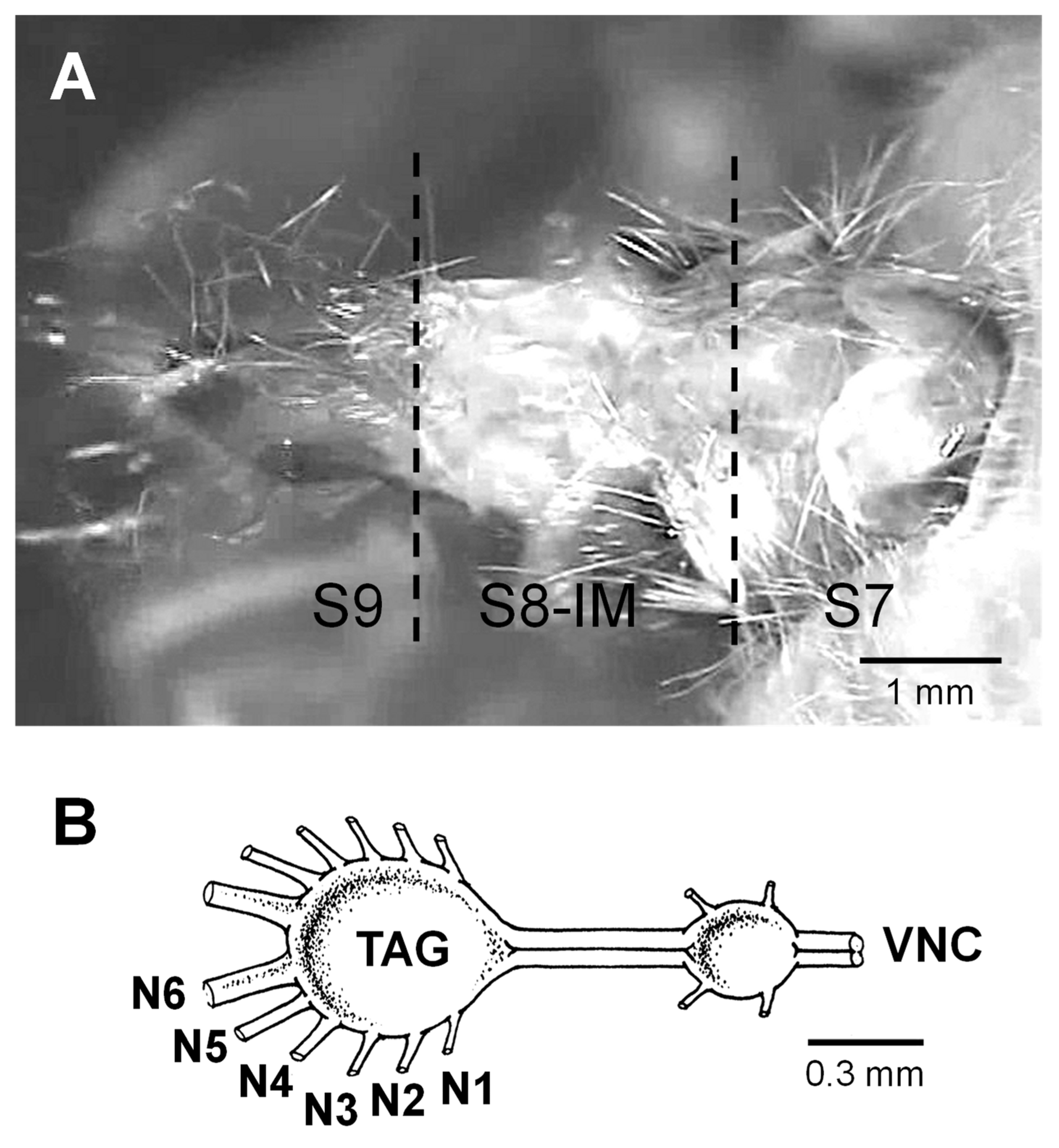 Insects 15 00169 g001 Insects 15 00169 g001