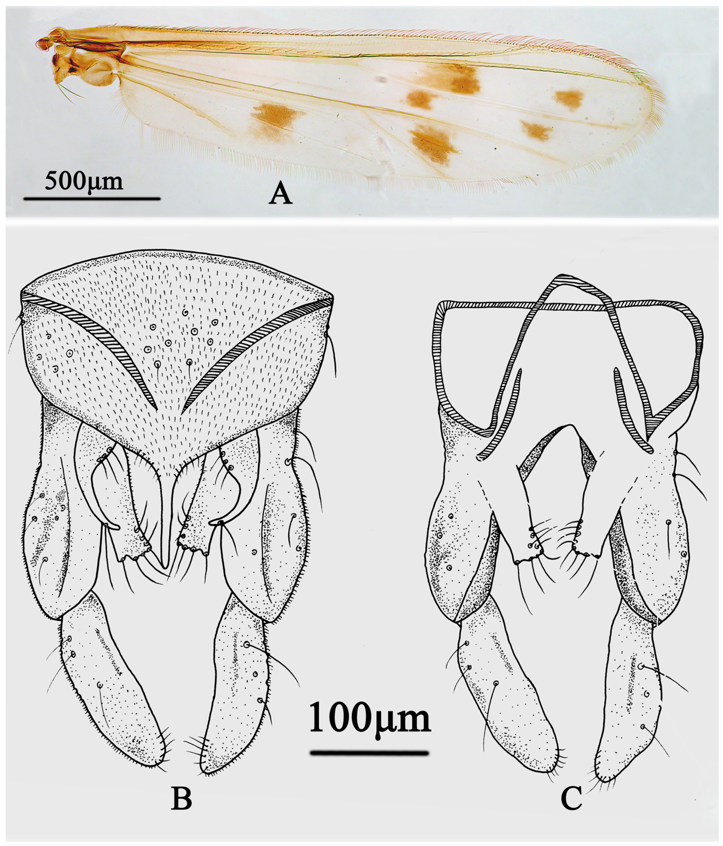 Insects 15 00179 g004