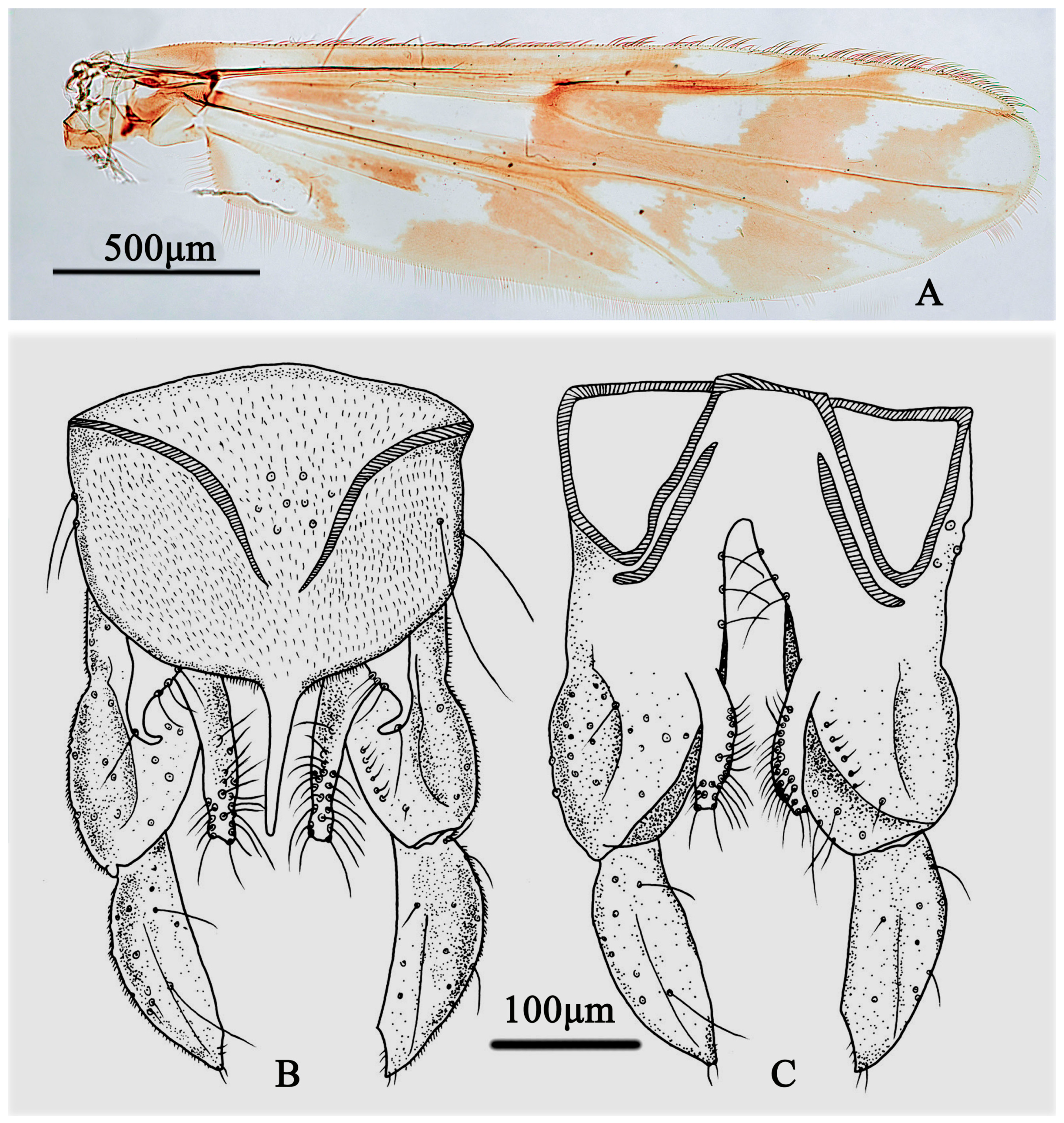 Insects 15 00179 g007