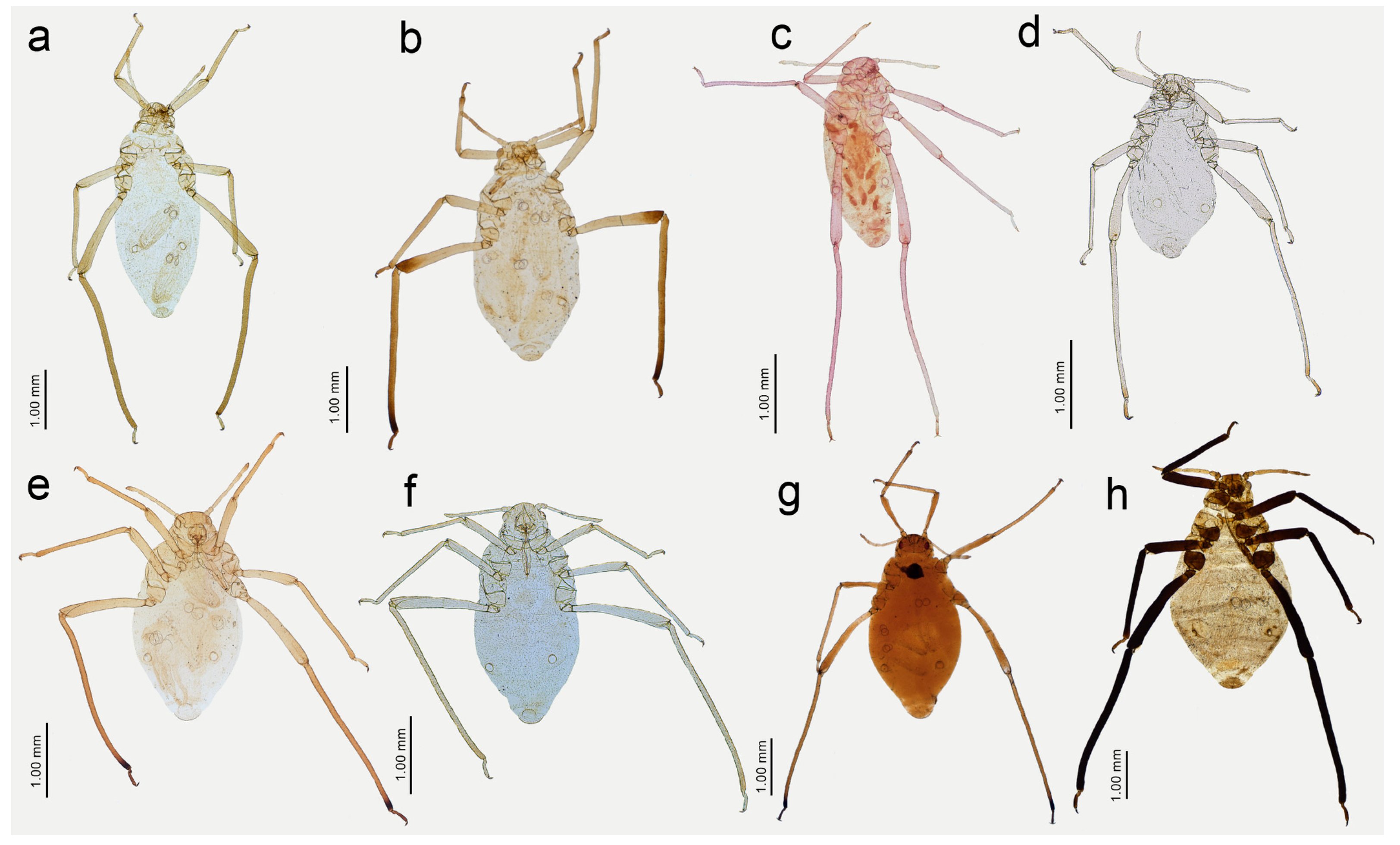 Insects 15 00182 g013