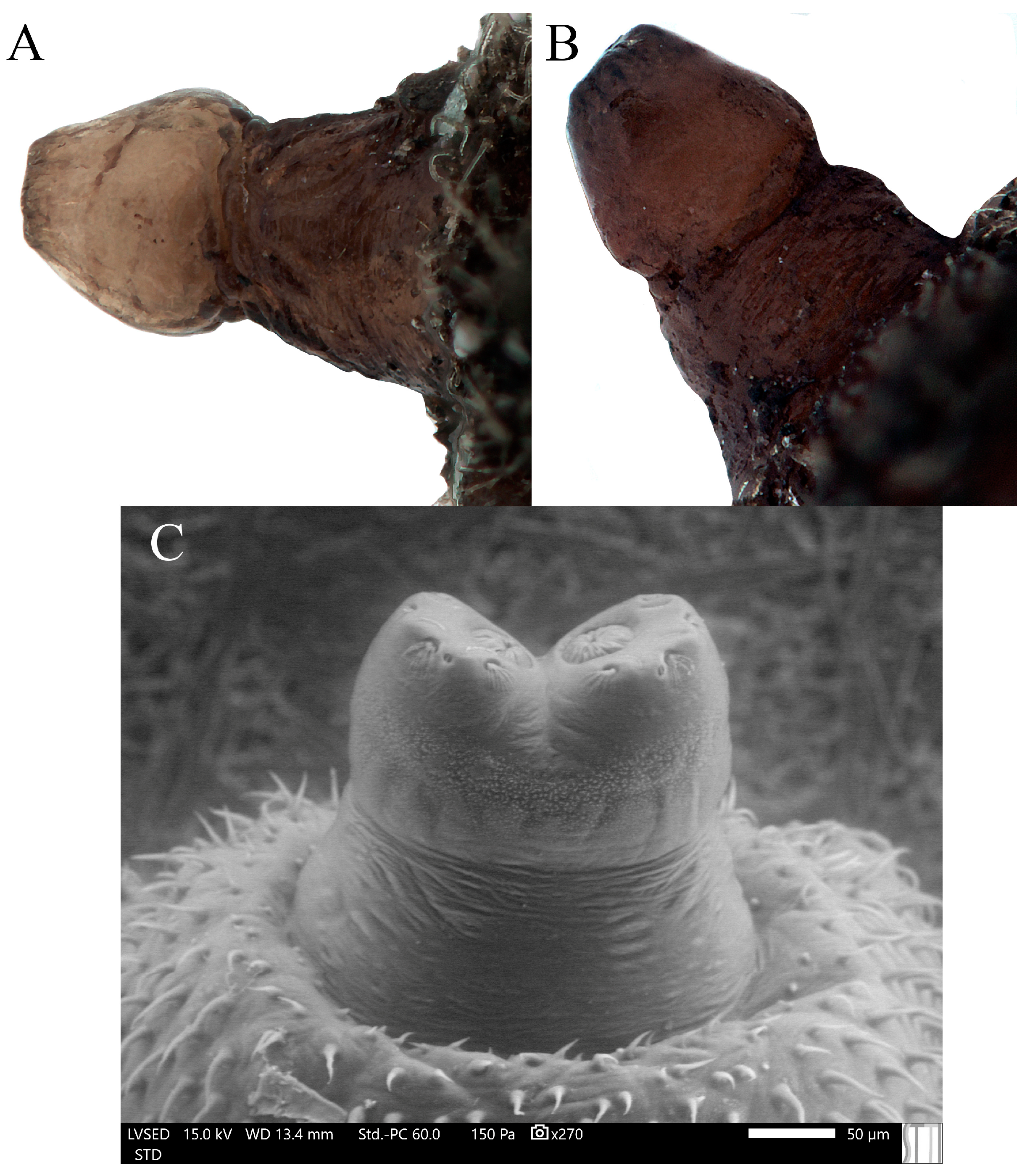 Insects 15 00191 g008