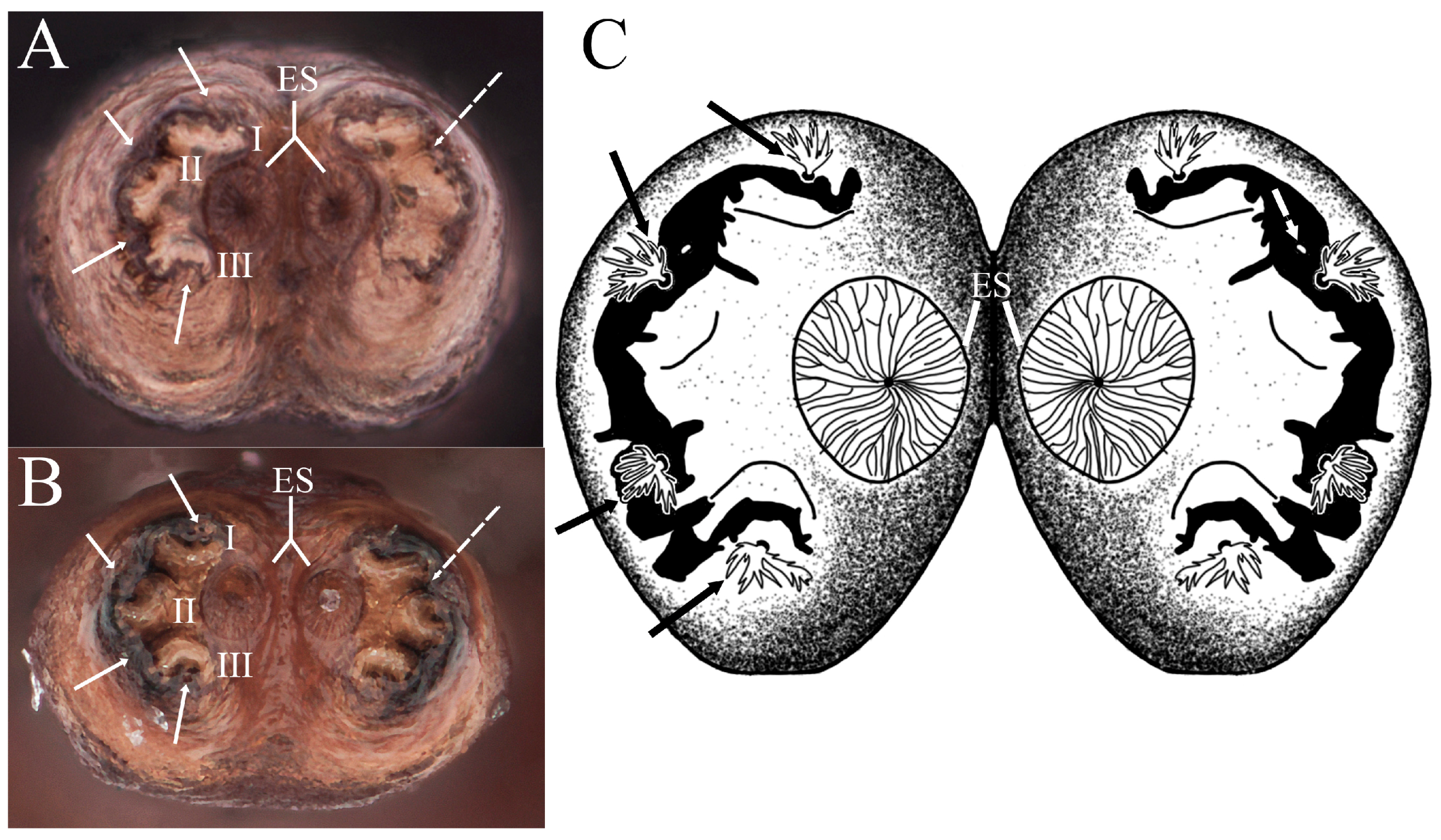 Insects 15 00191 g009