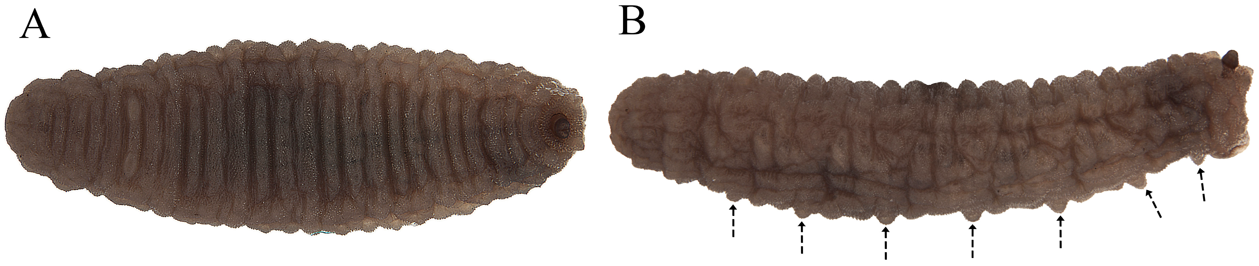 Insects 15 00191 g013