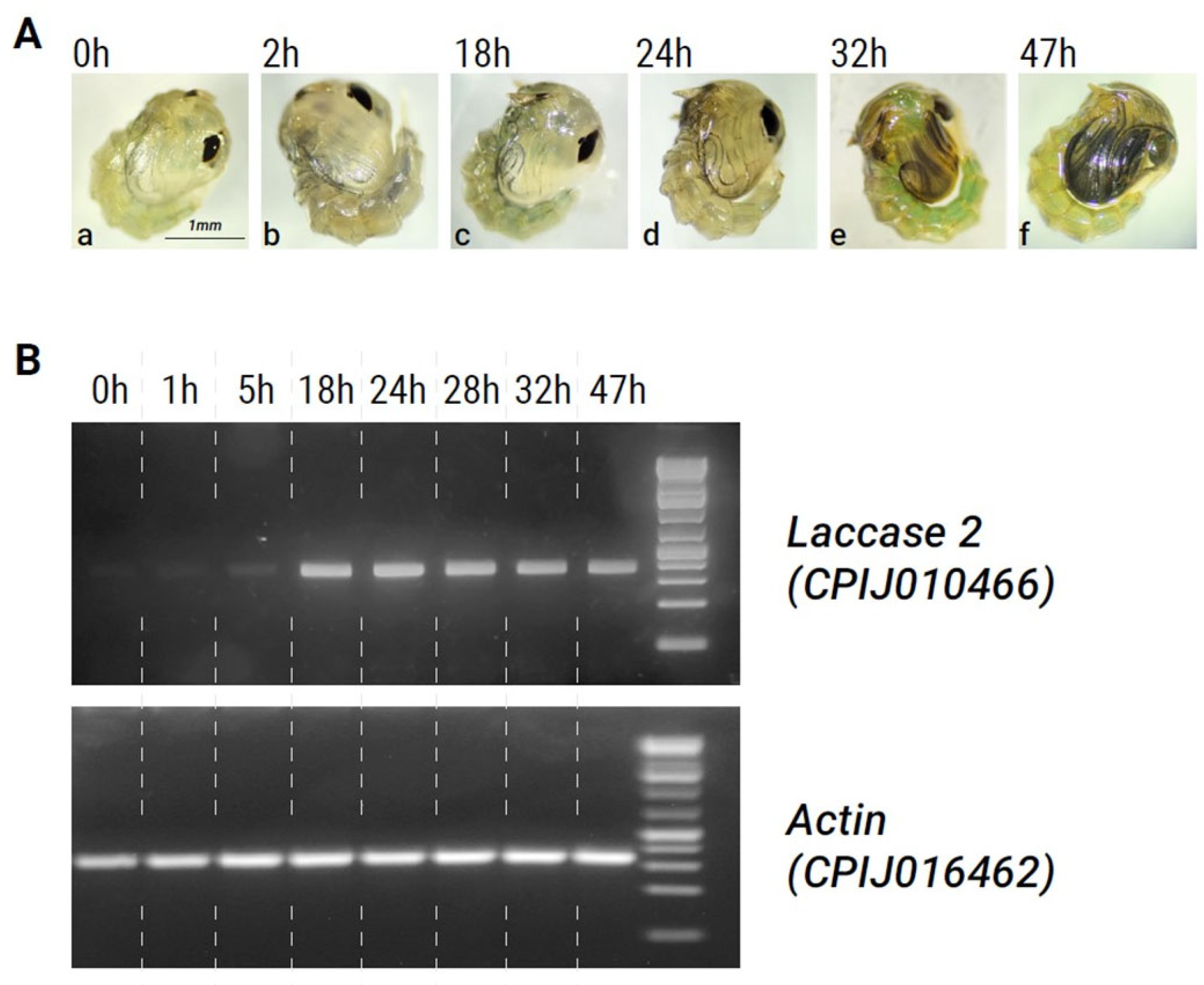 Insects 15 00193 g002
