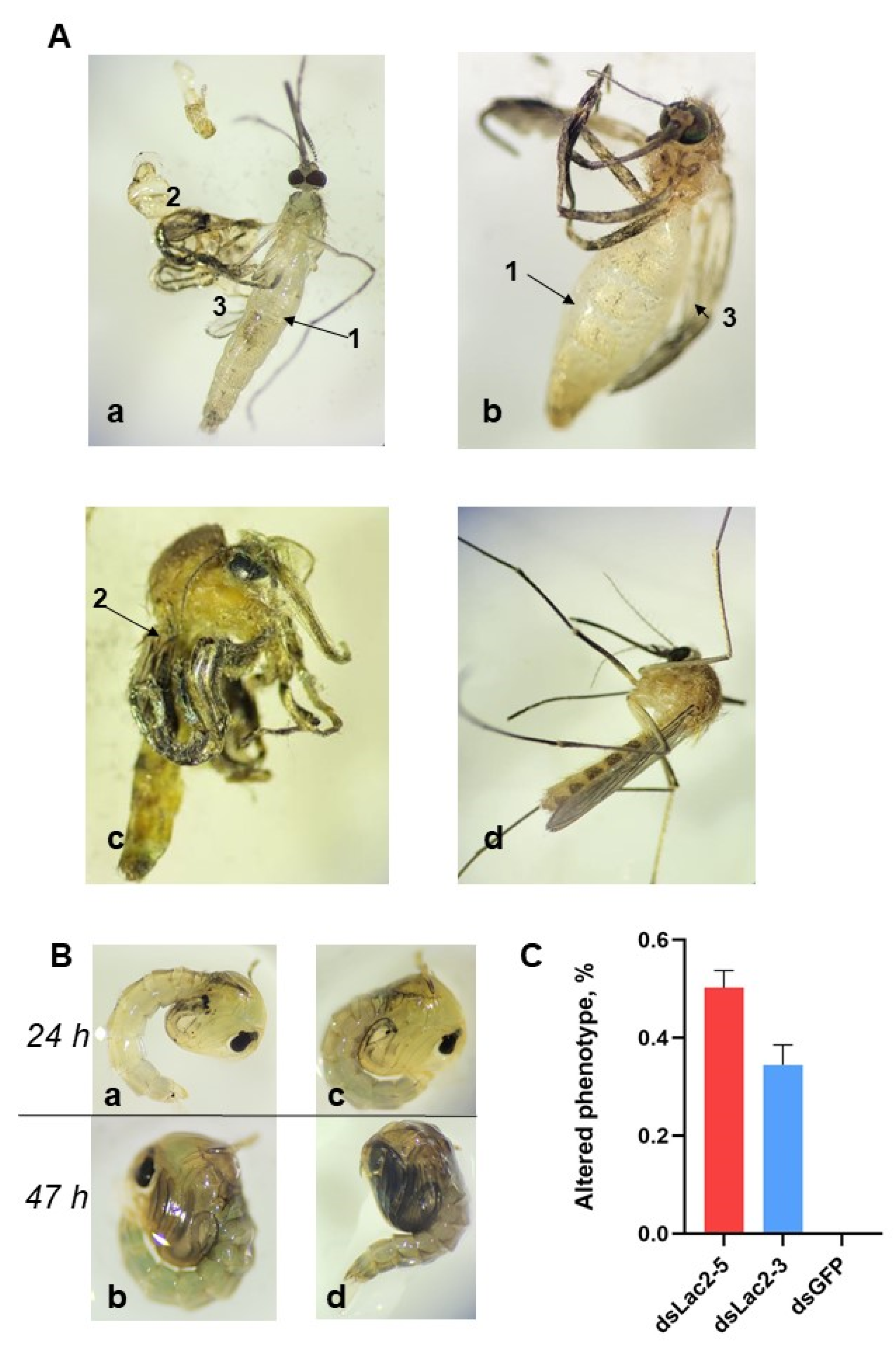 Insects 15 00193 g004