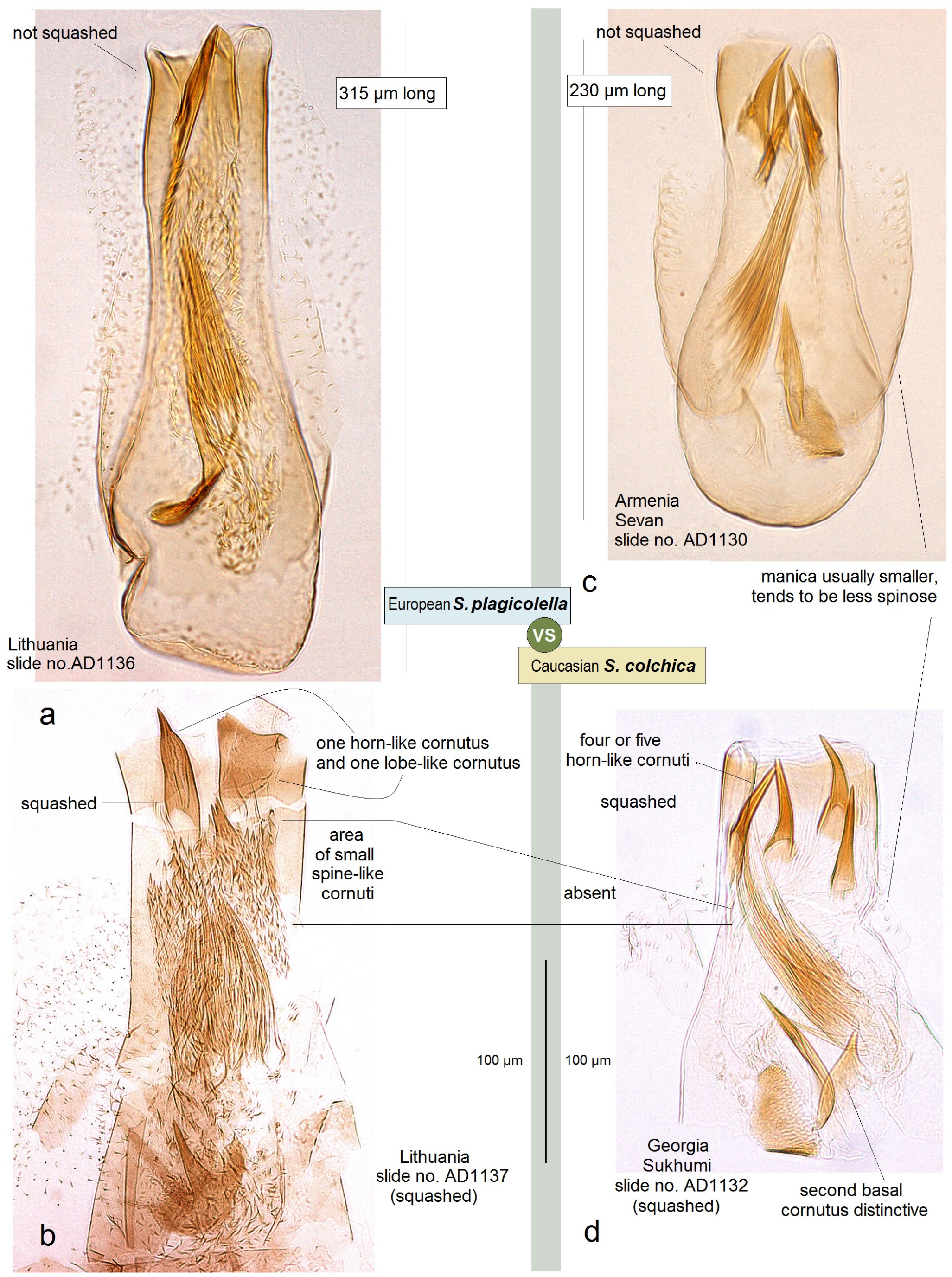 Insects 15 00198 g004 Insects 15 00198 g004