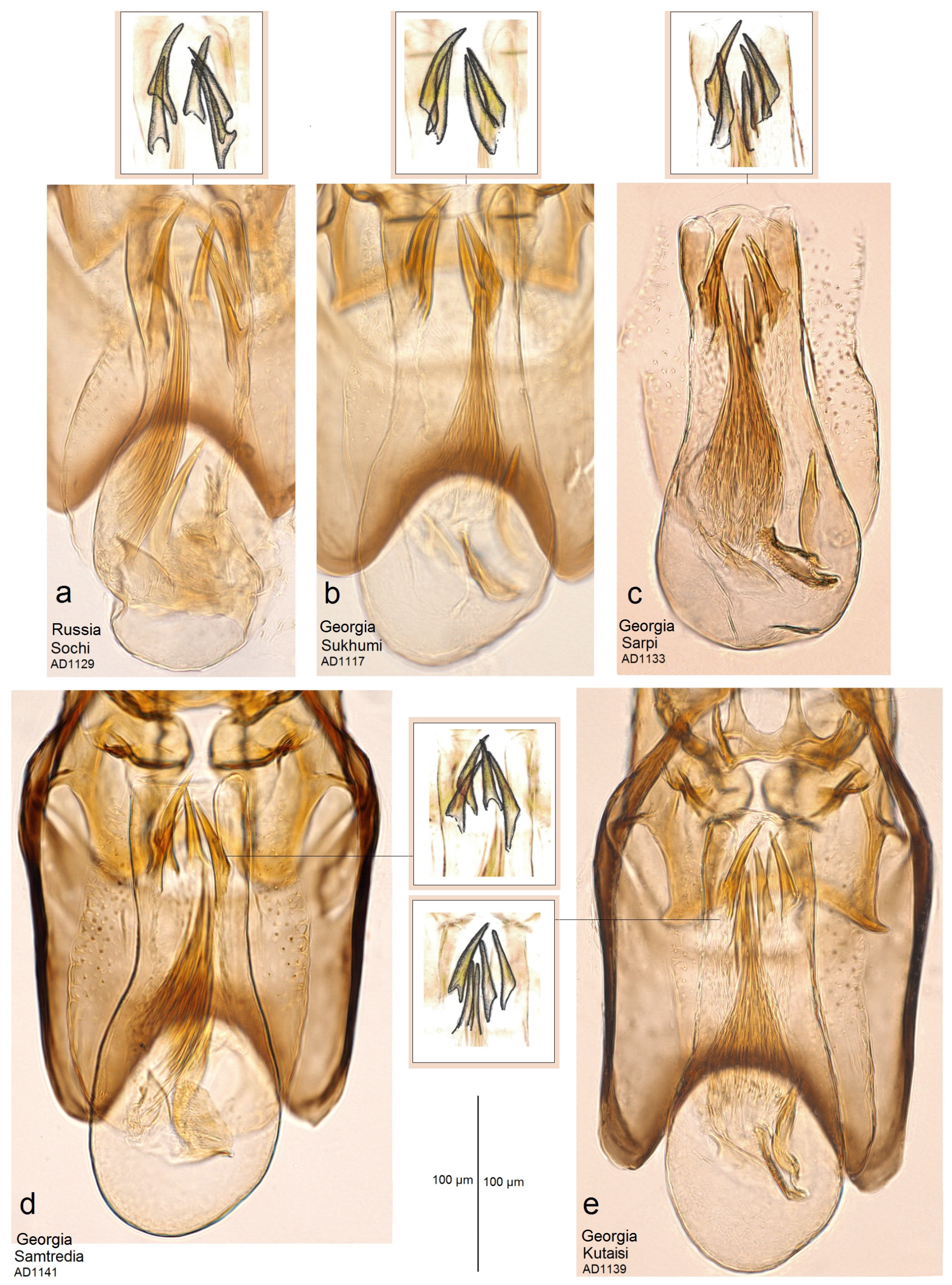 Insects 15 00198 g005 Insects 15 00198 g005