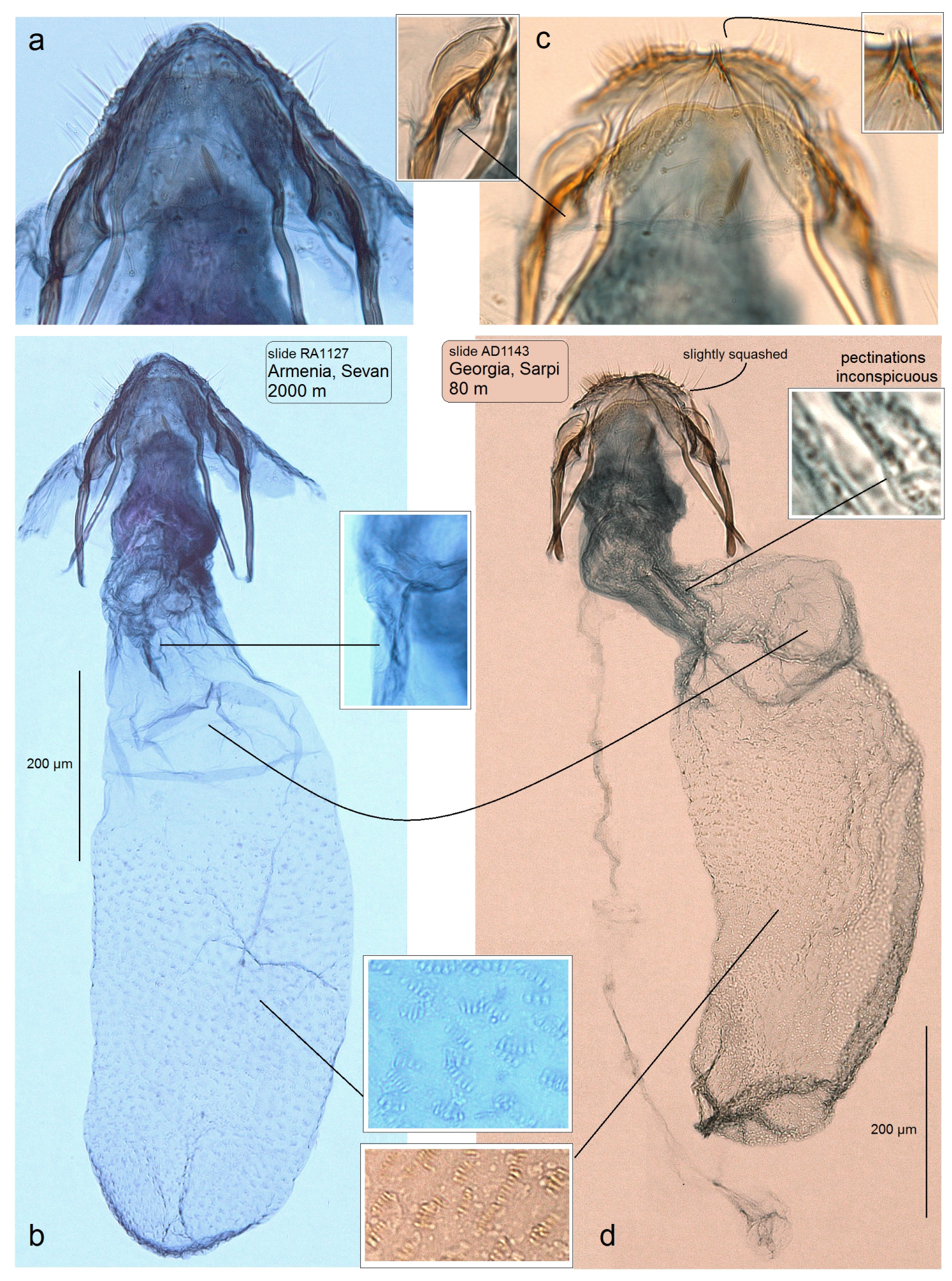 Insects 15 00198 g007 Insects 15 00198 g007