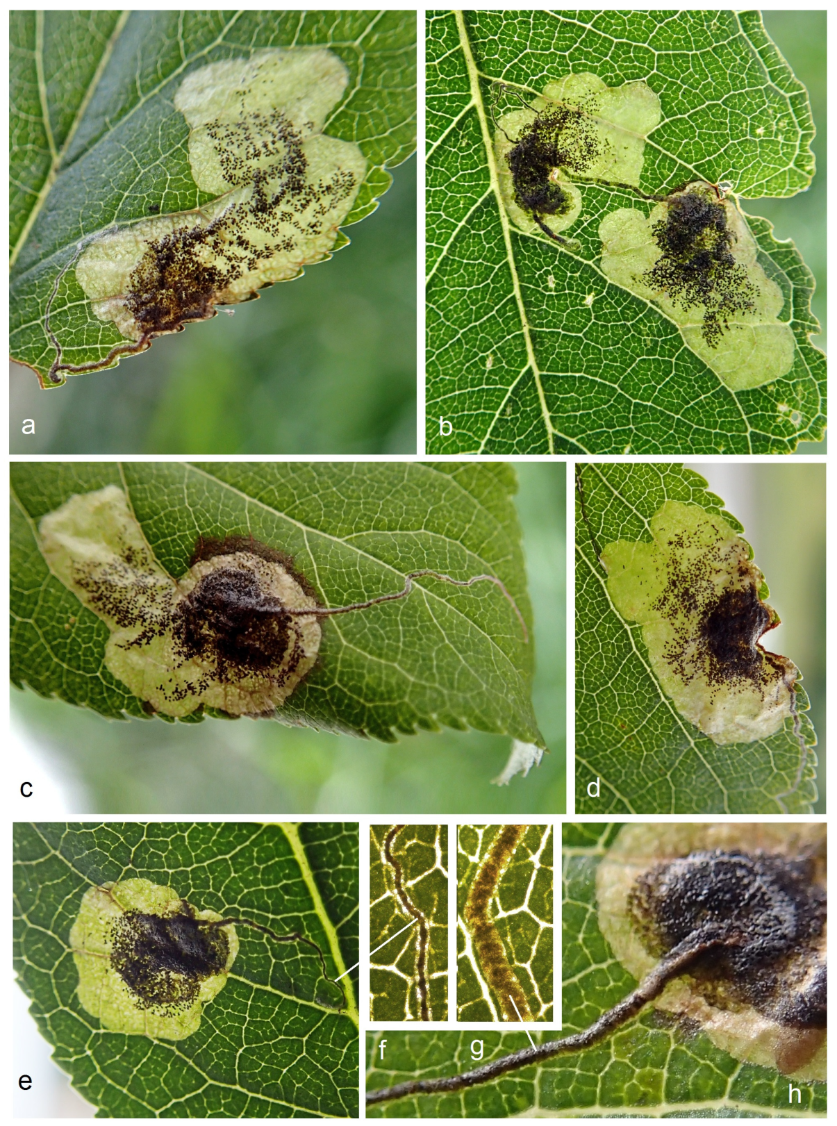 Insects 15 00198 g009 Insects 15 00198 g009