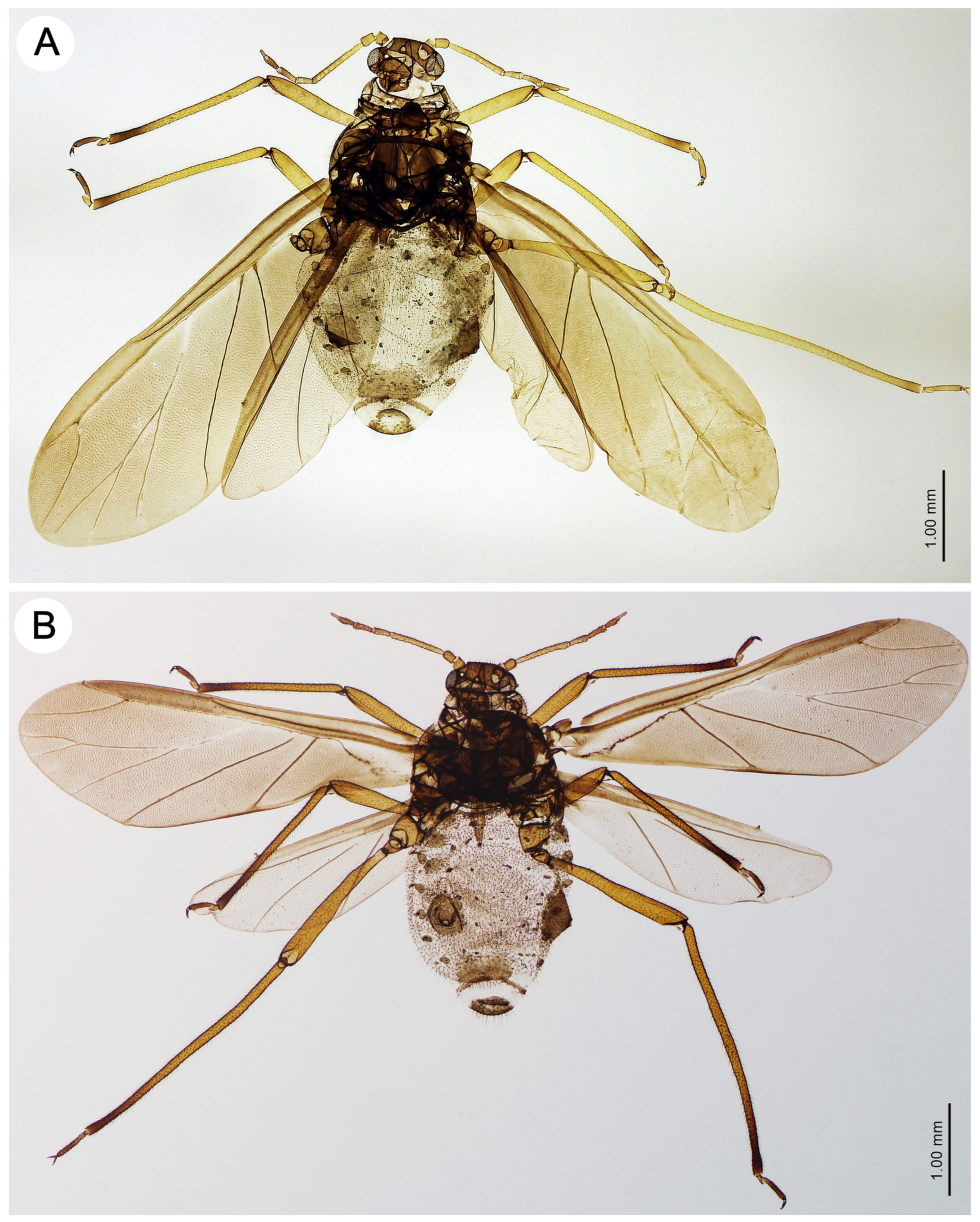 Insects 15 00203 g006