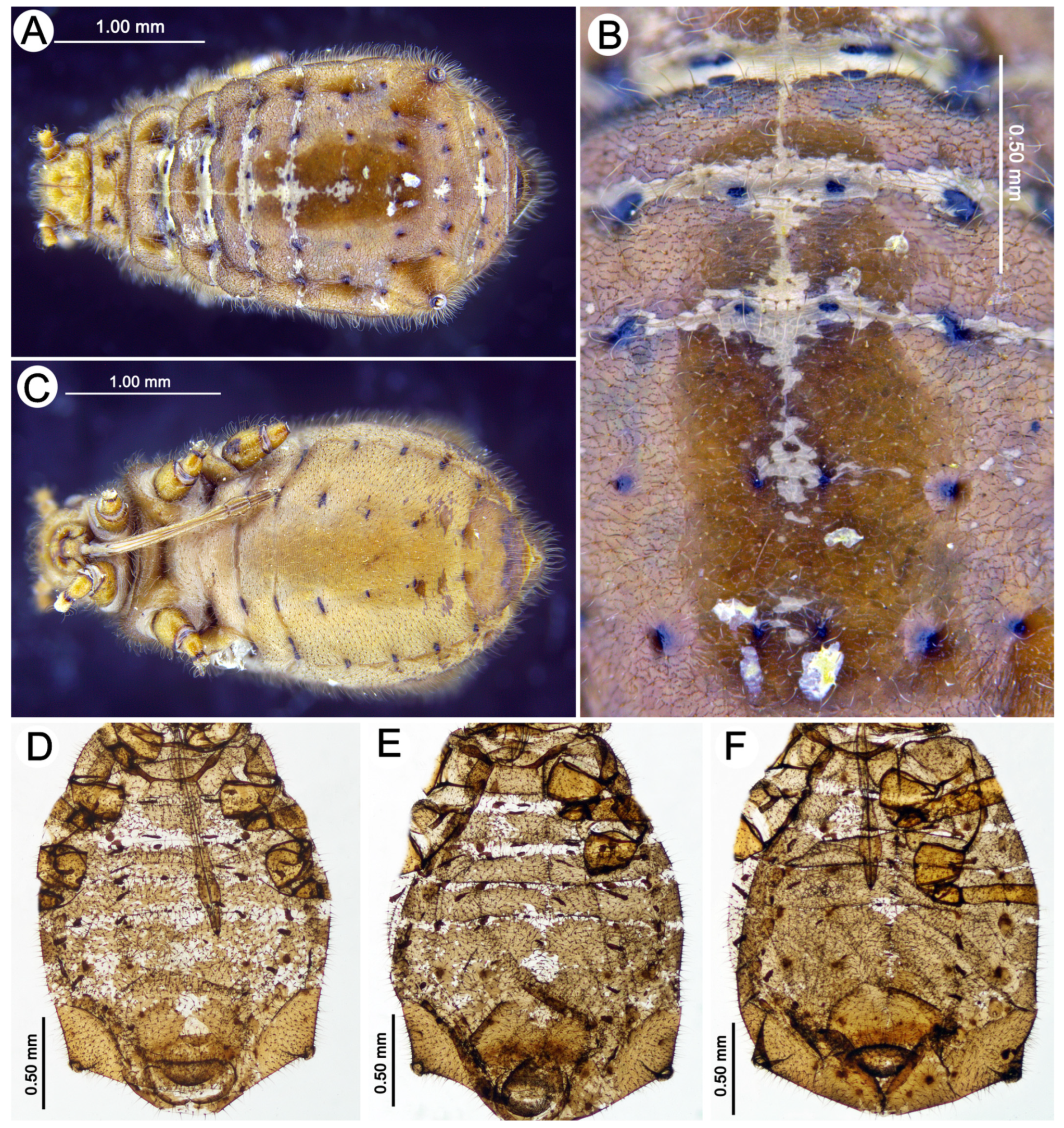 Insects 15 00203 g009