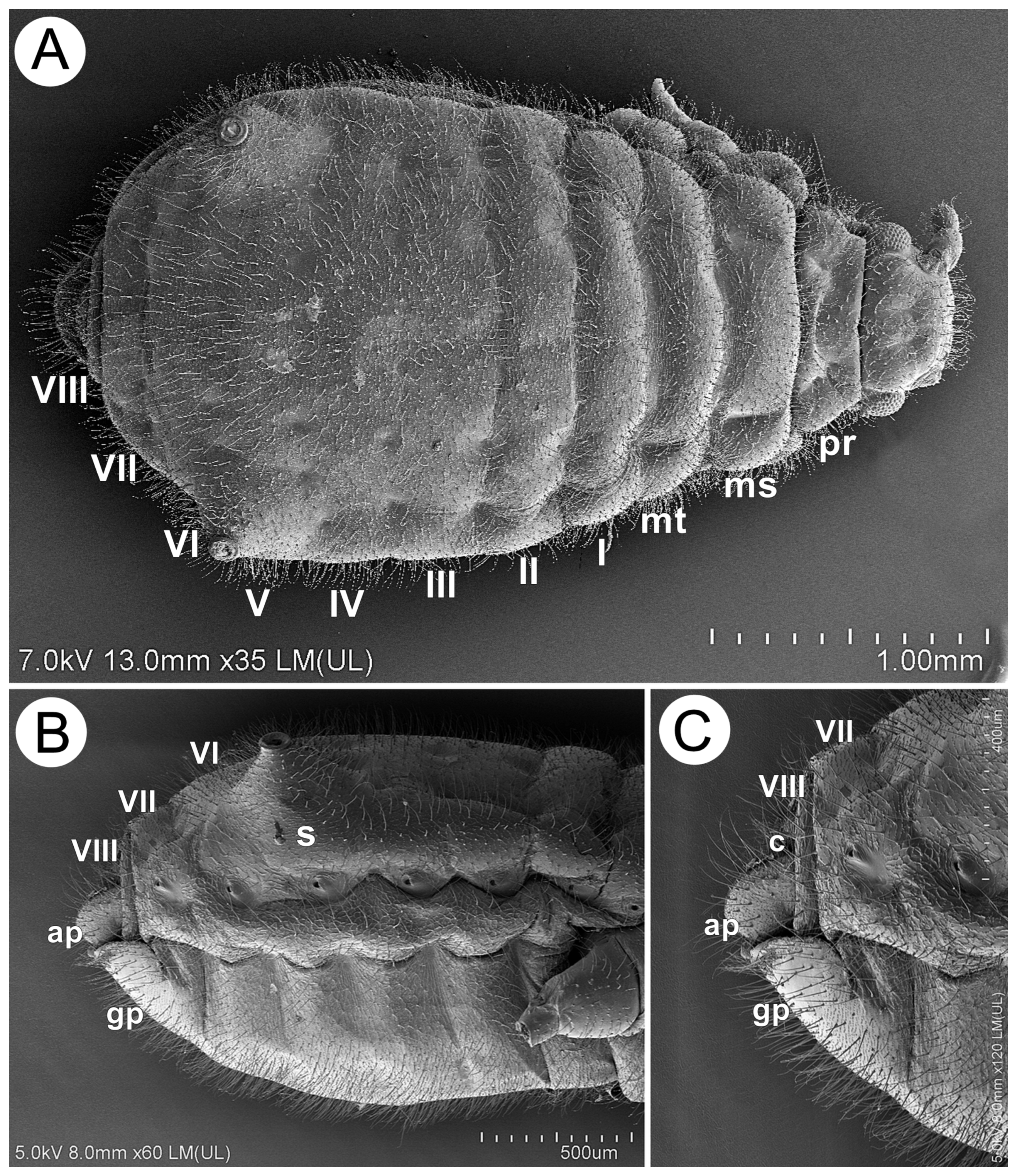 Insects 15 00203 g011
