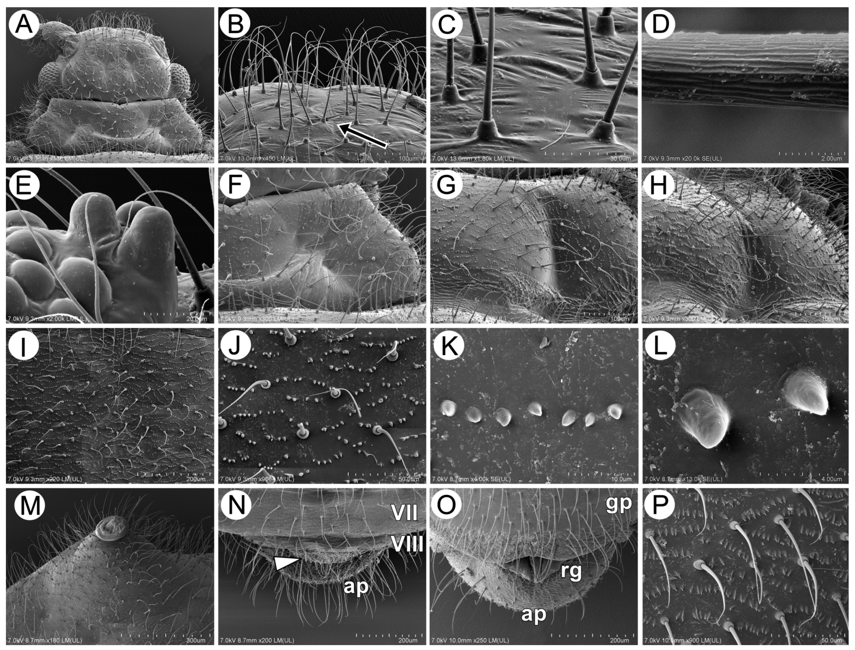 Insects 15 00203 g012