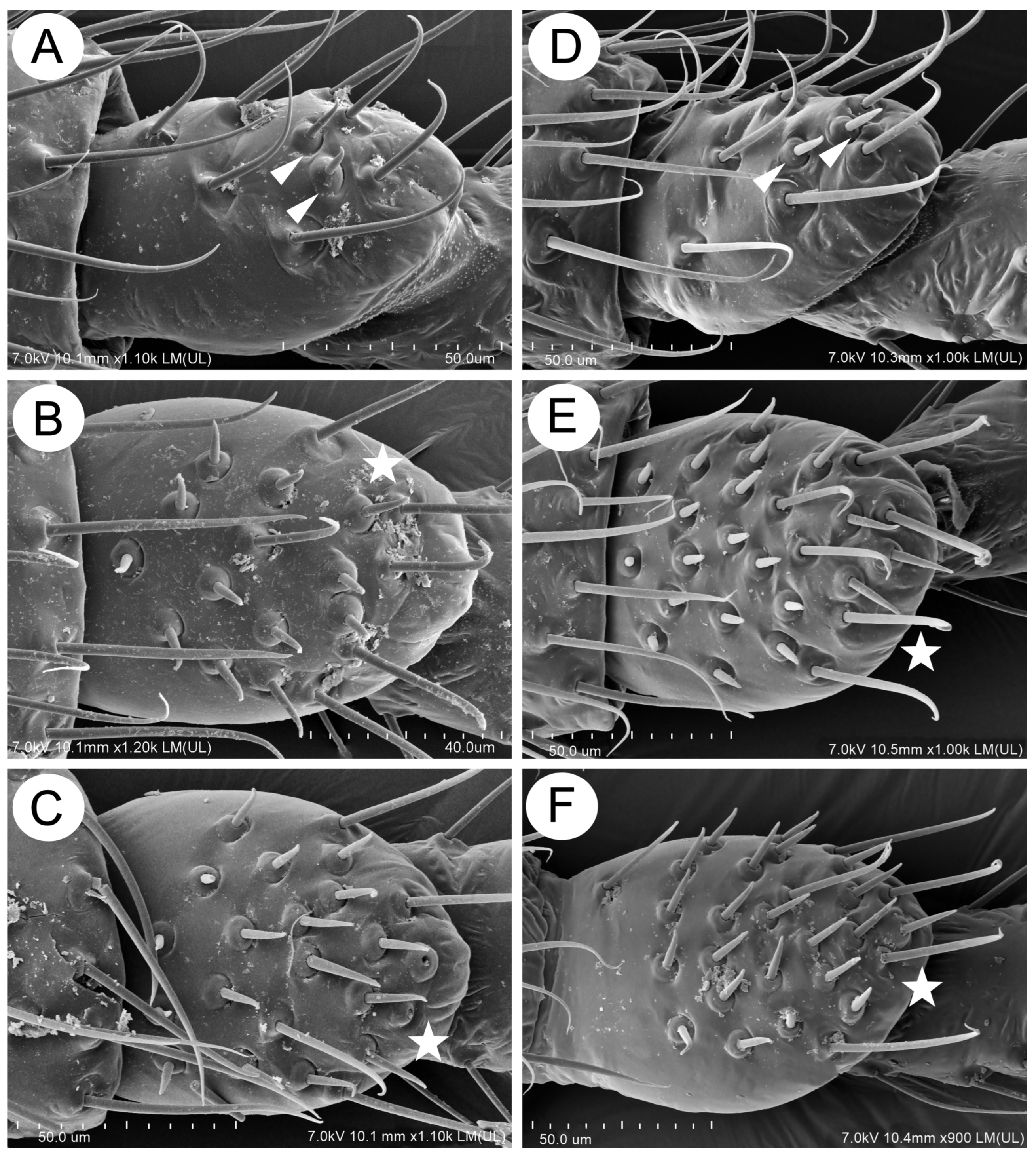 Insects 15 00203 g017