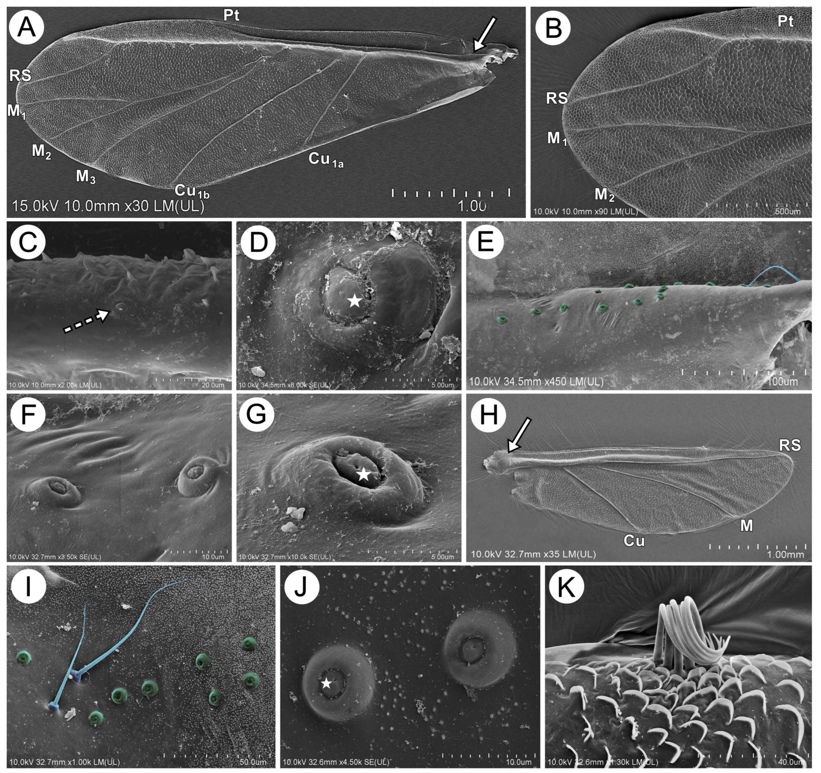 Insects 15 00203 g018