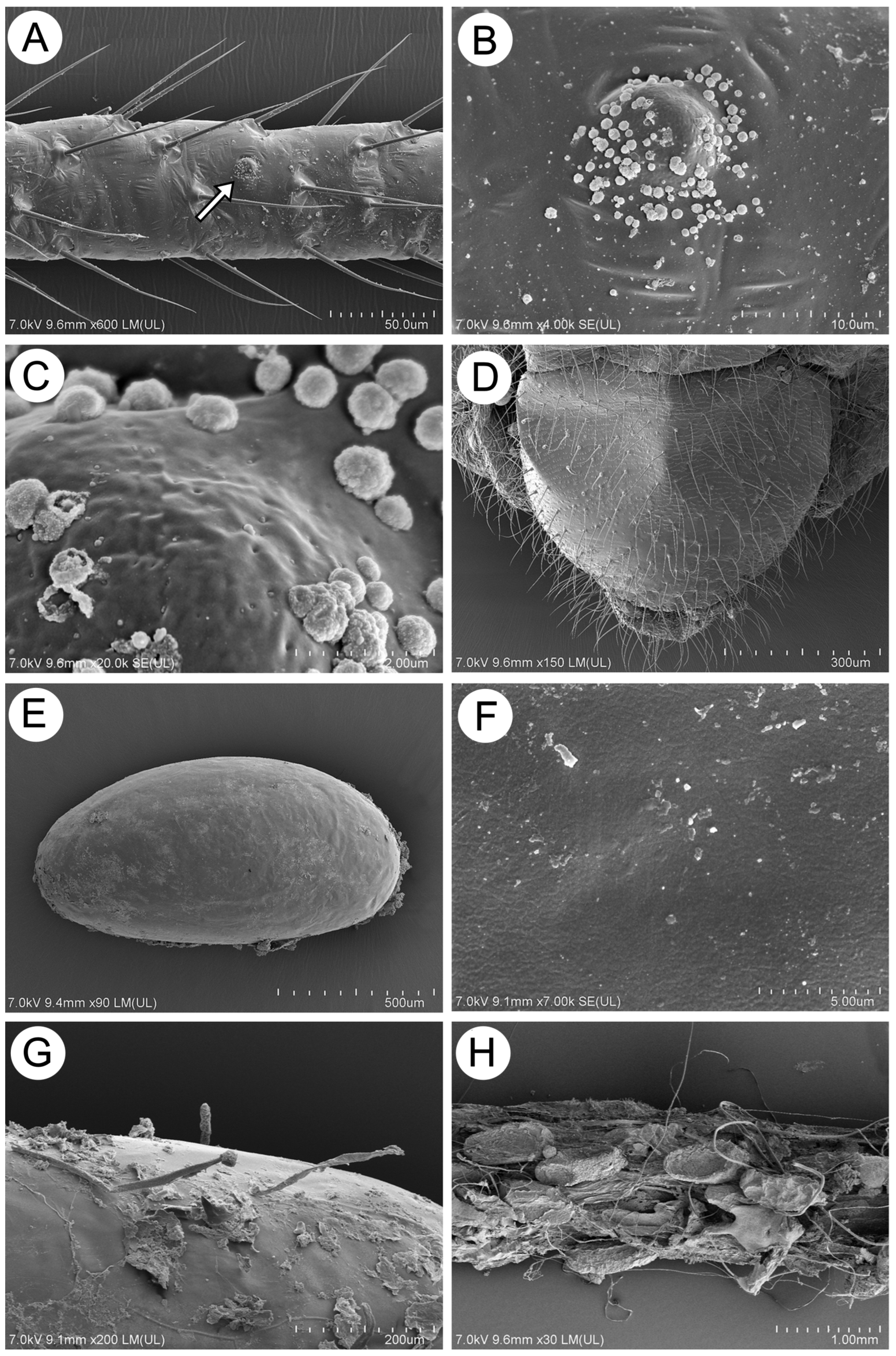 Insects 15 00203 g020