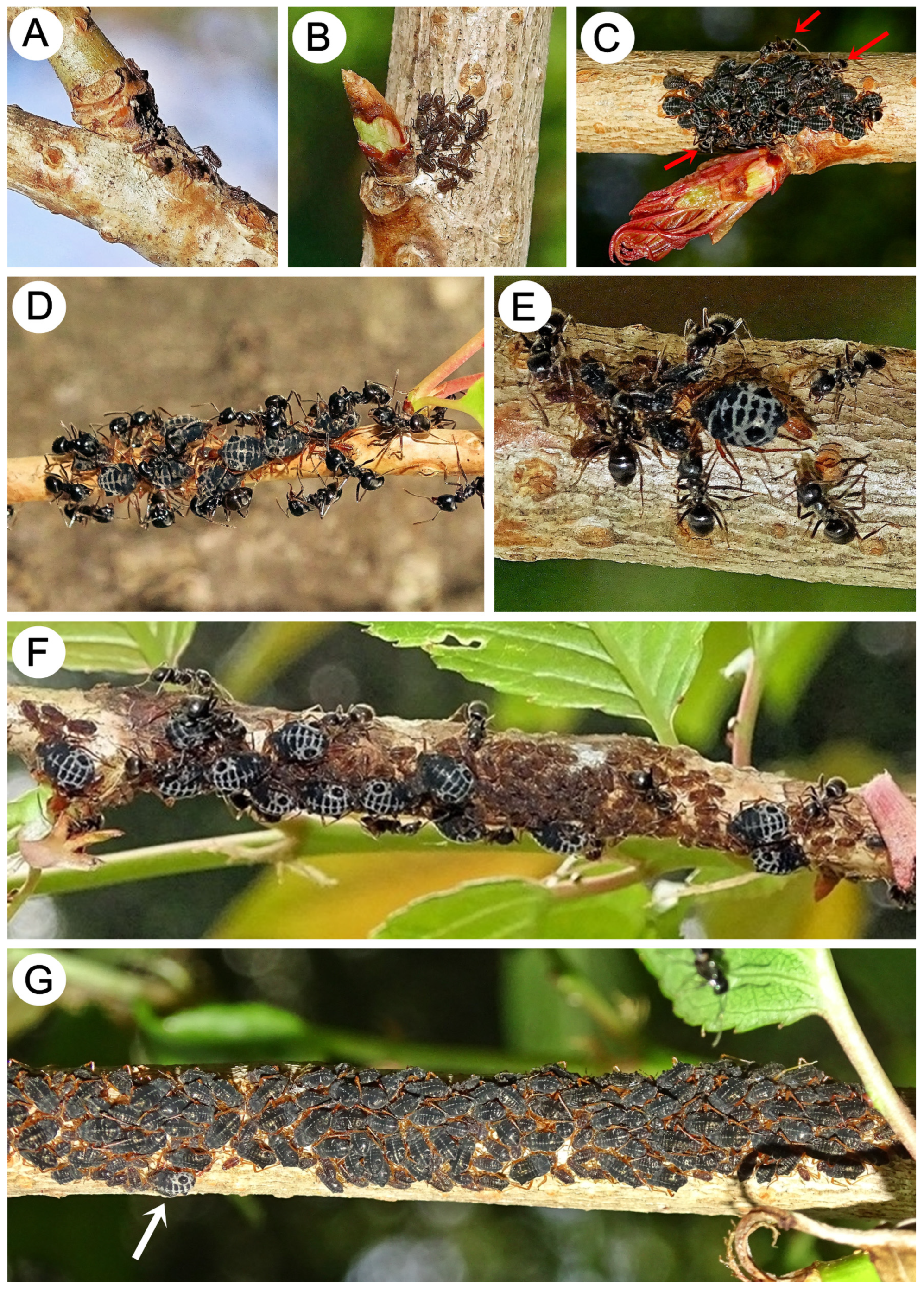 Insects 15 00203 g021