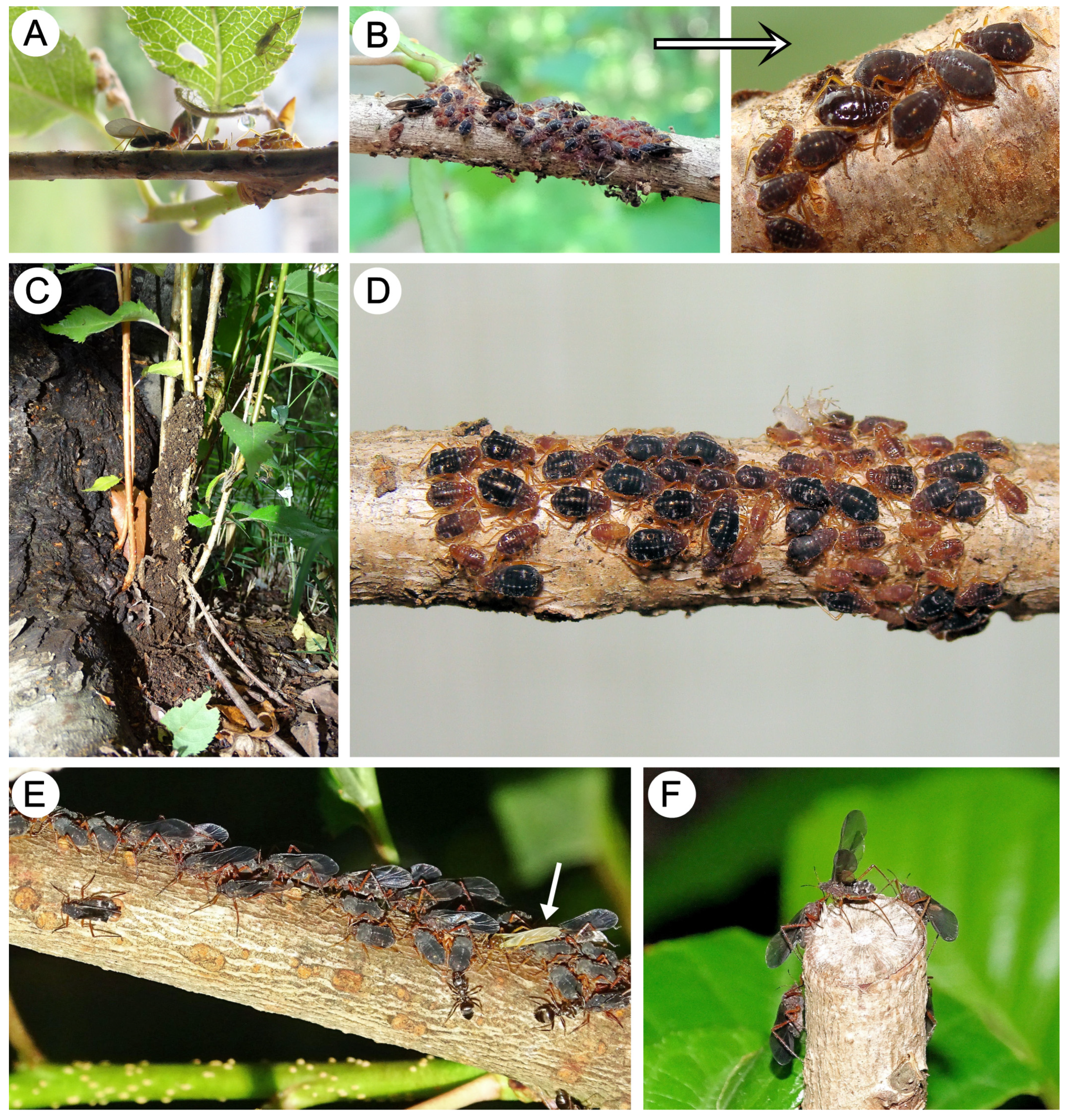 Insects 15 00203 g022