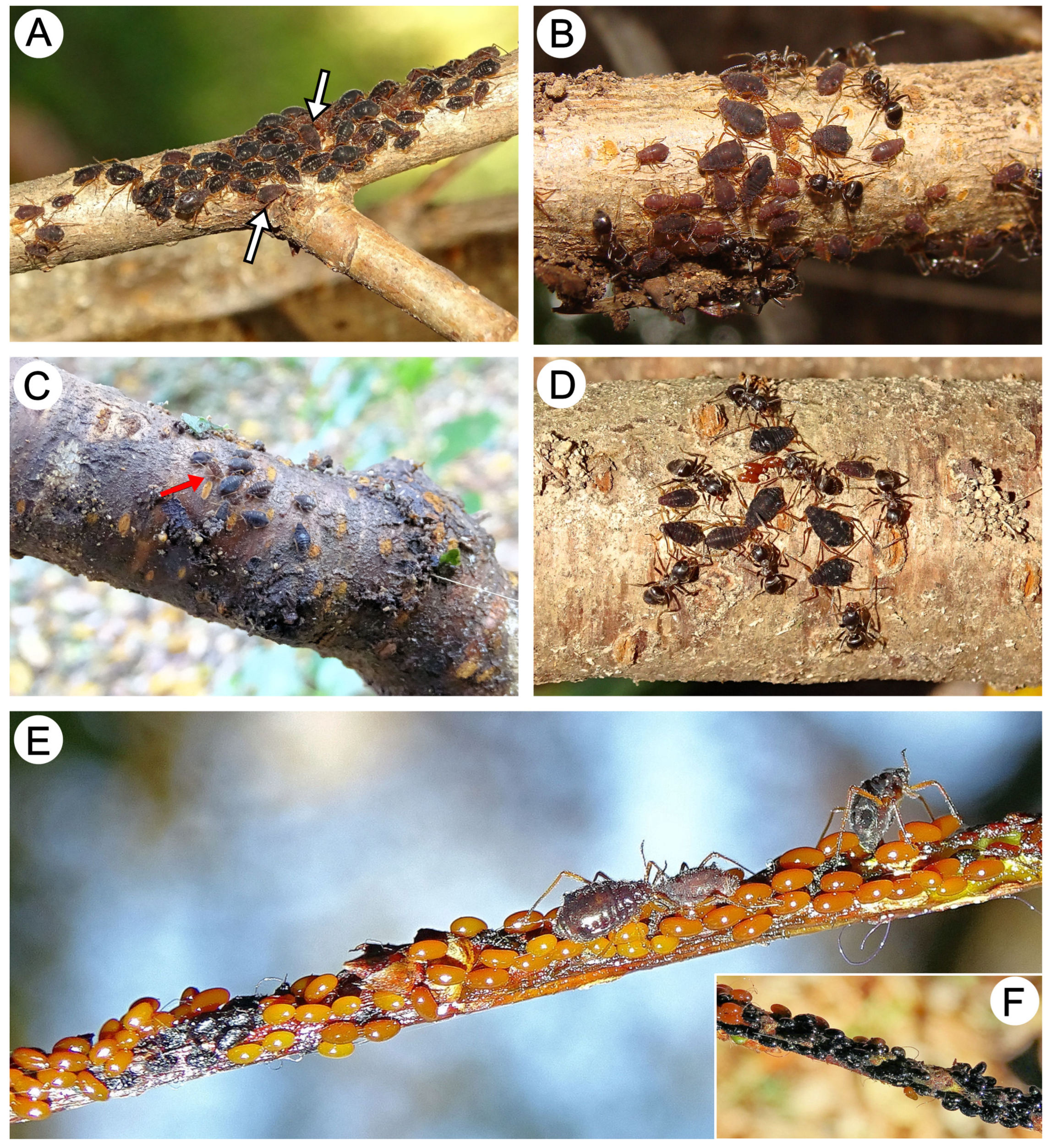 Insects 15 00203 g023