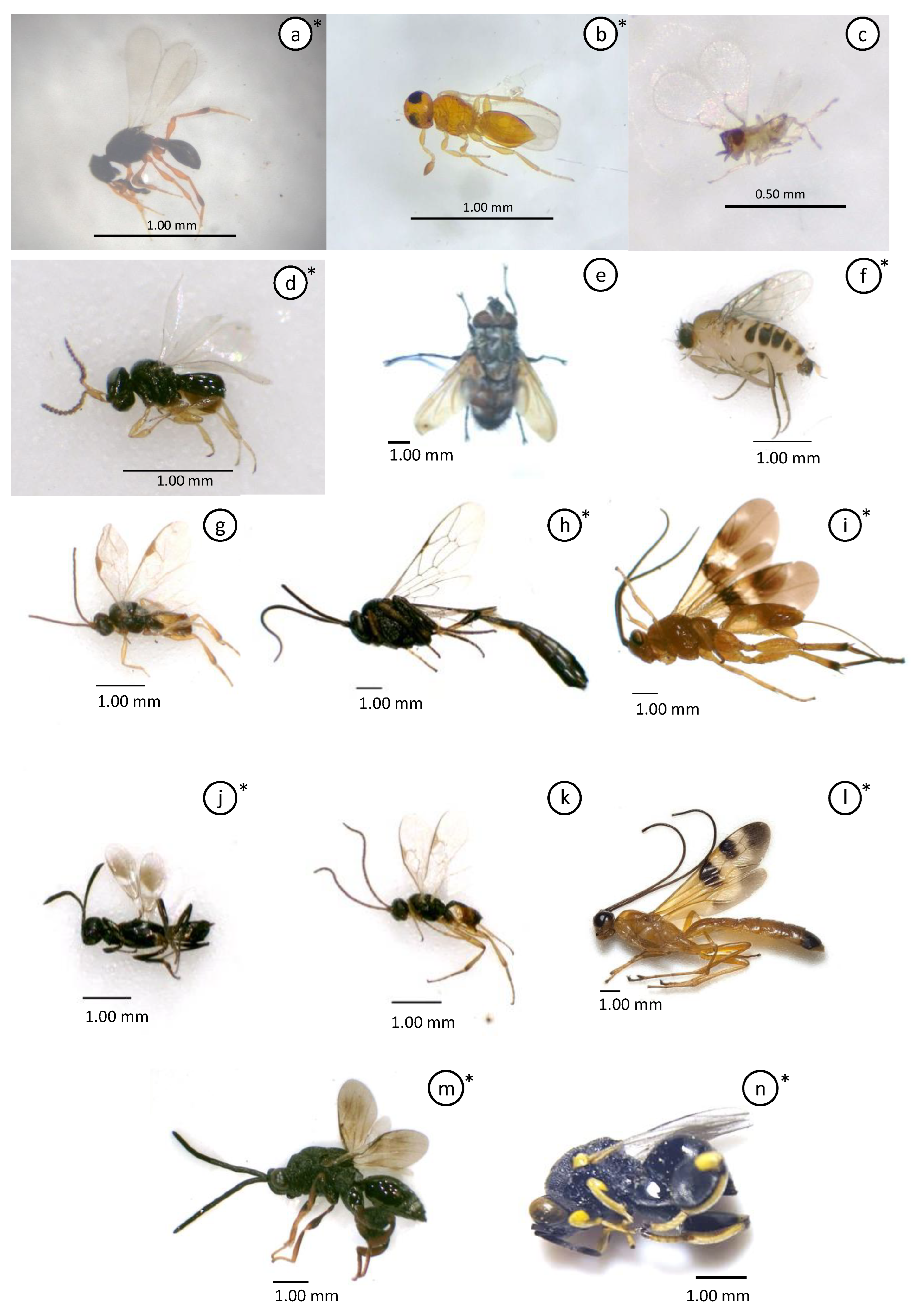 Insects 15 00205 g002 Insects 15 00205 g002