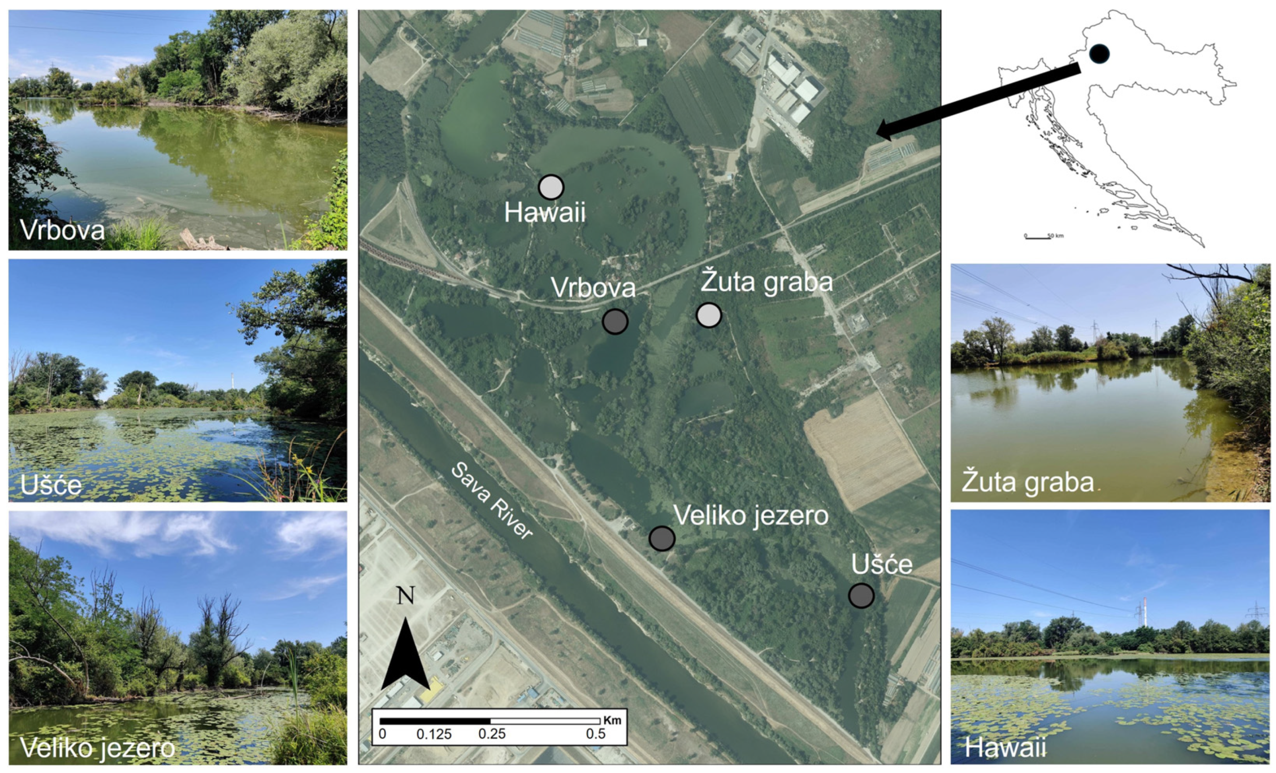 Insects 15 00207 g001