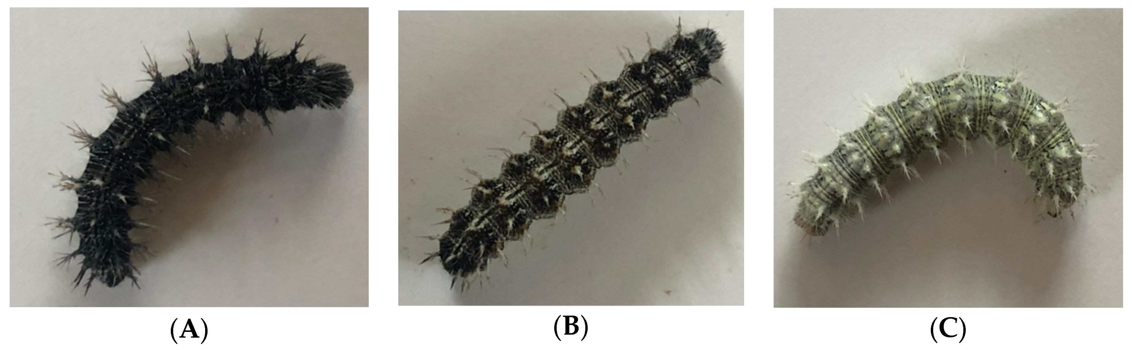 Insects 15 00221 g002