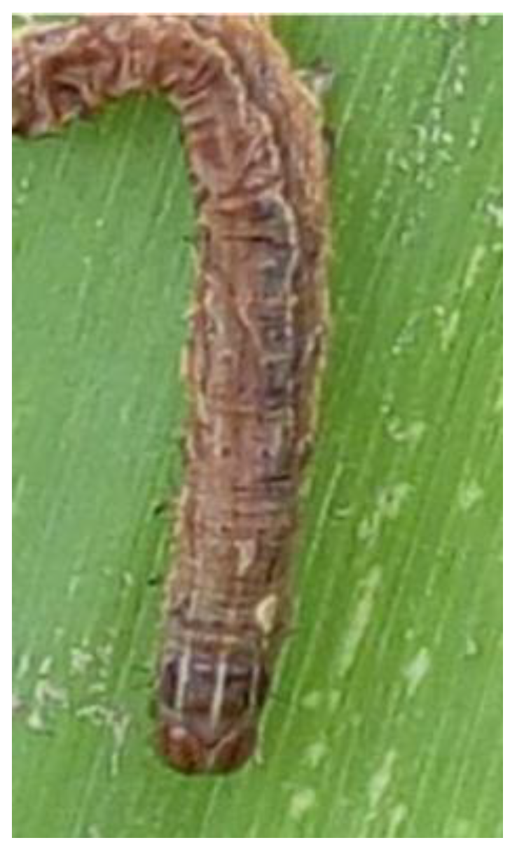 Insects 15 00225 g001