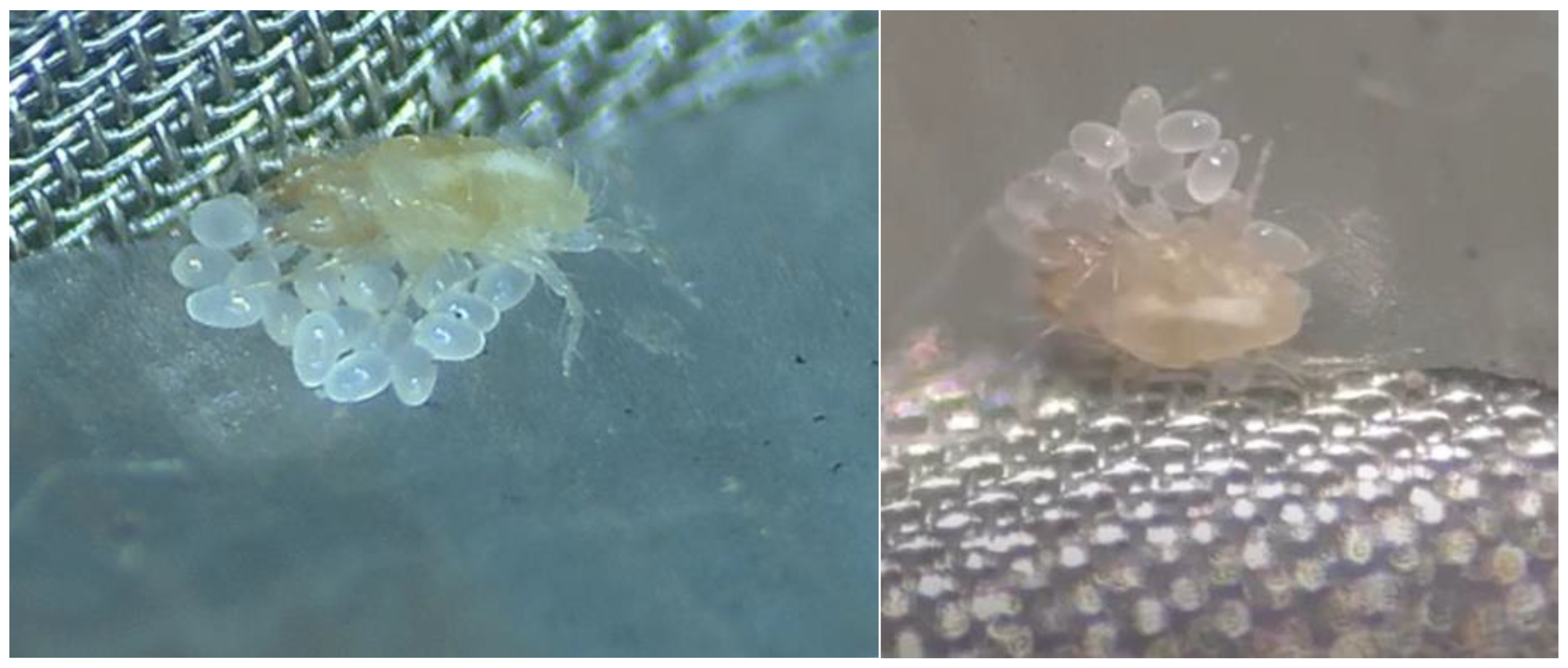 Insects 15 00236 g001