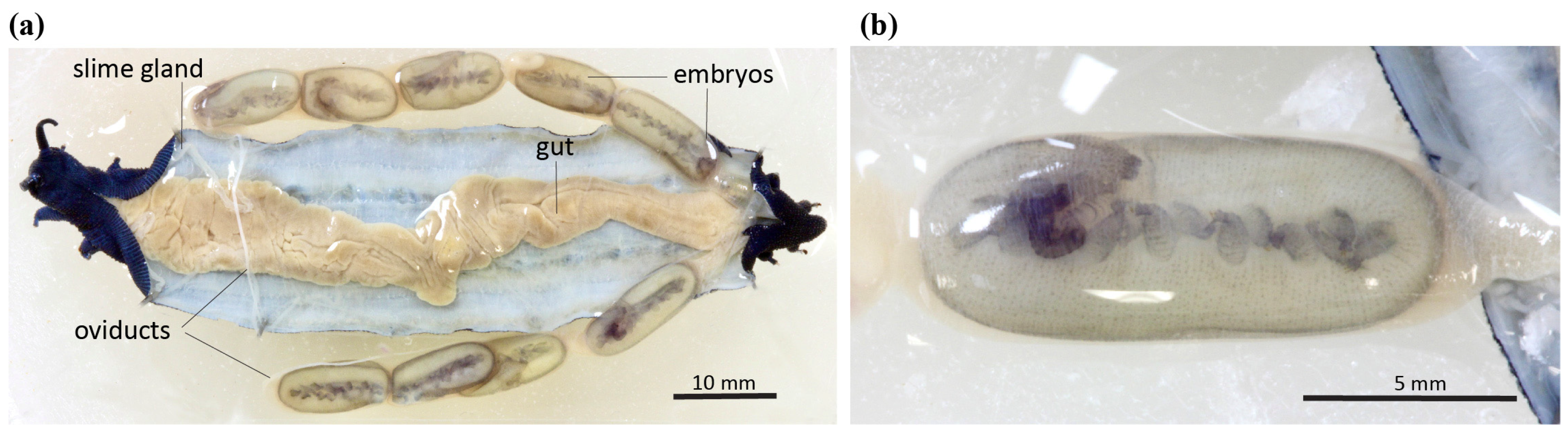 Insects 15 00248 g001 Insects 15 00248 g001