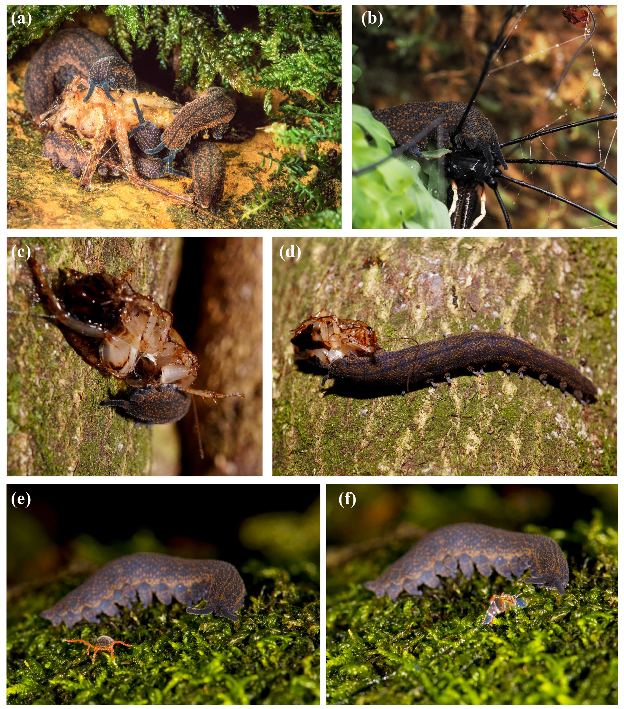 Insects 15 00248 g002 Insects 15 00248 g002