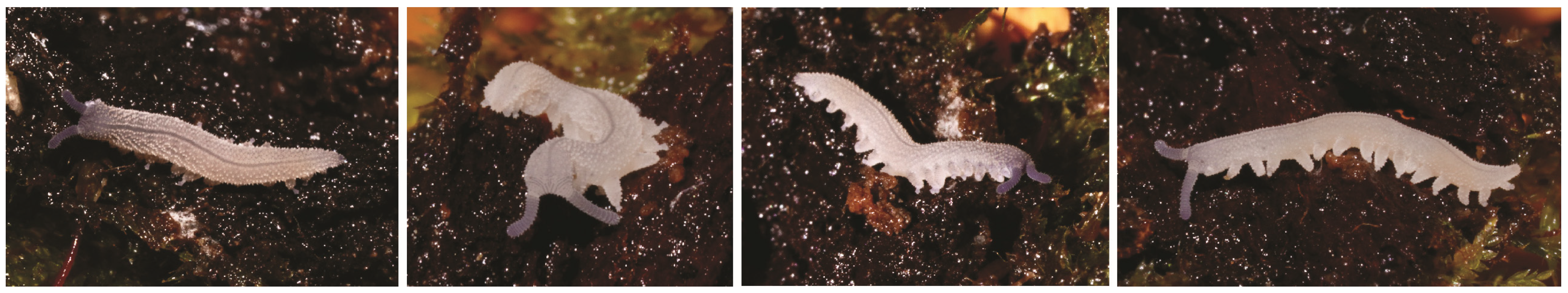 Insects 15 00248 g007 Insects 15 00248 g007