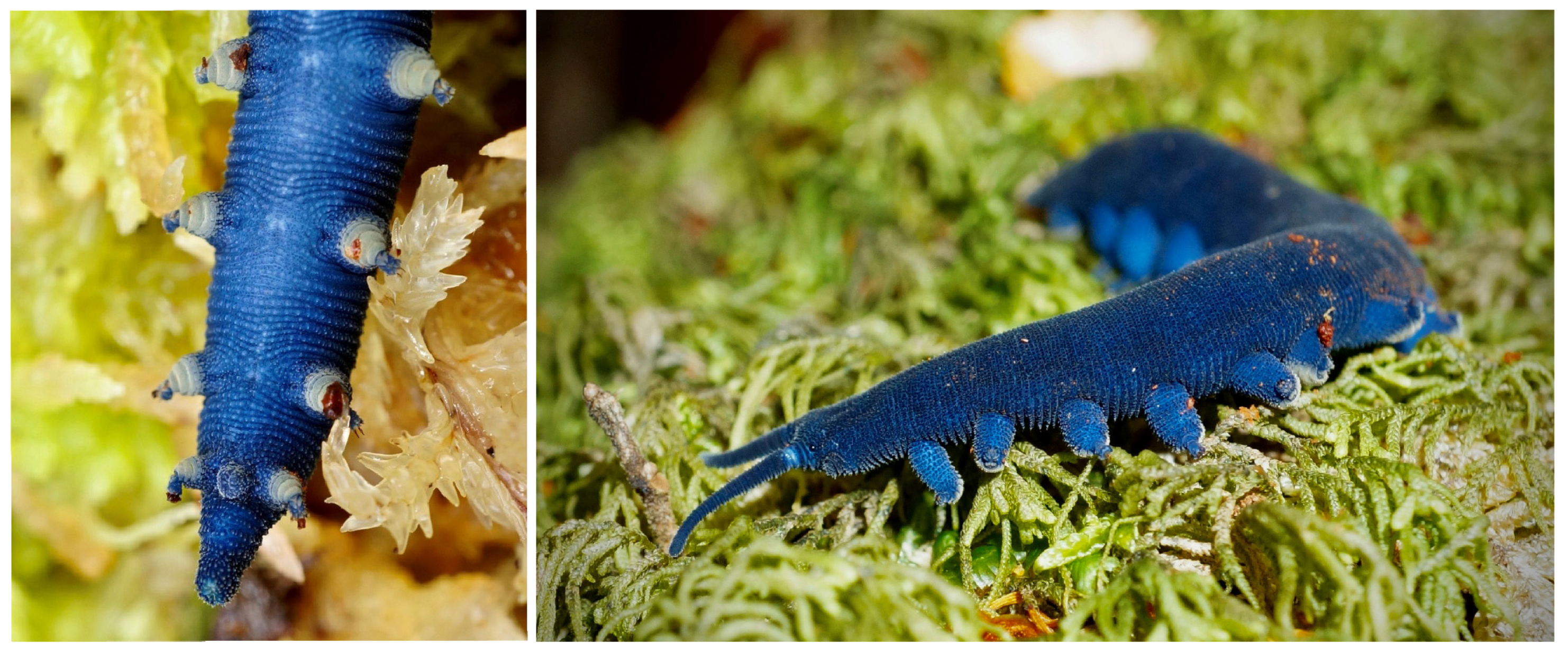 Insects 15 00248 g014 Insects 15 00248 g014