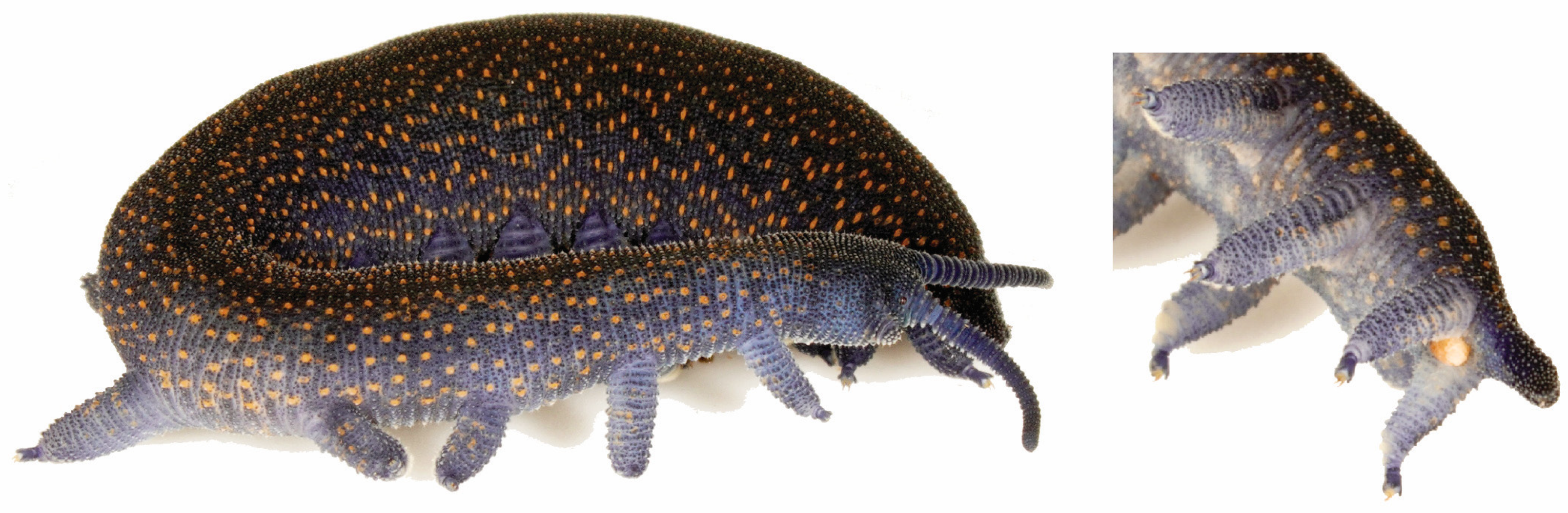 Insects 15 00248 g015 Insects 15 00248 g015