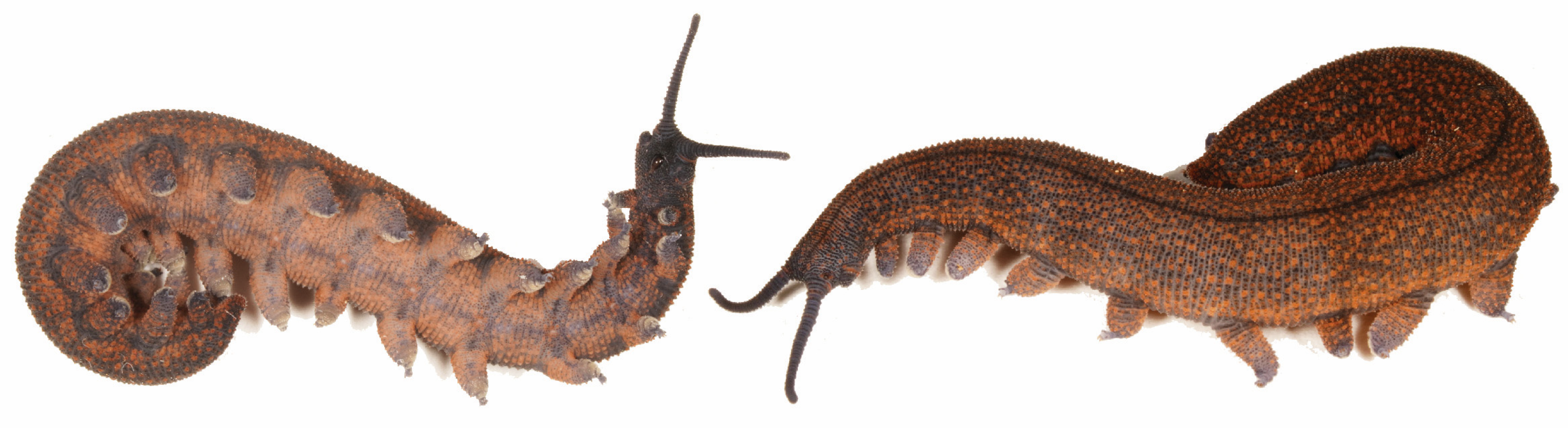 Insects 15 00248 g016 Insects 15 00248 g016