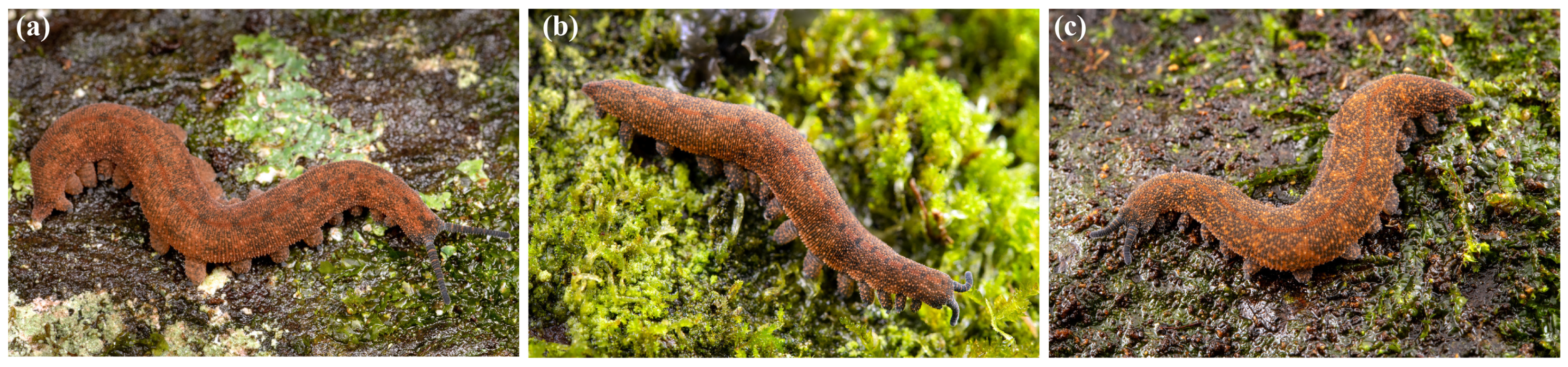 Insects 15 00248 g017 Insects 15 00248 g017