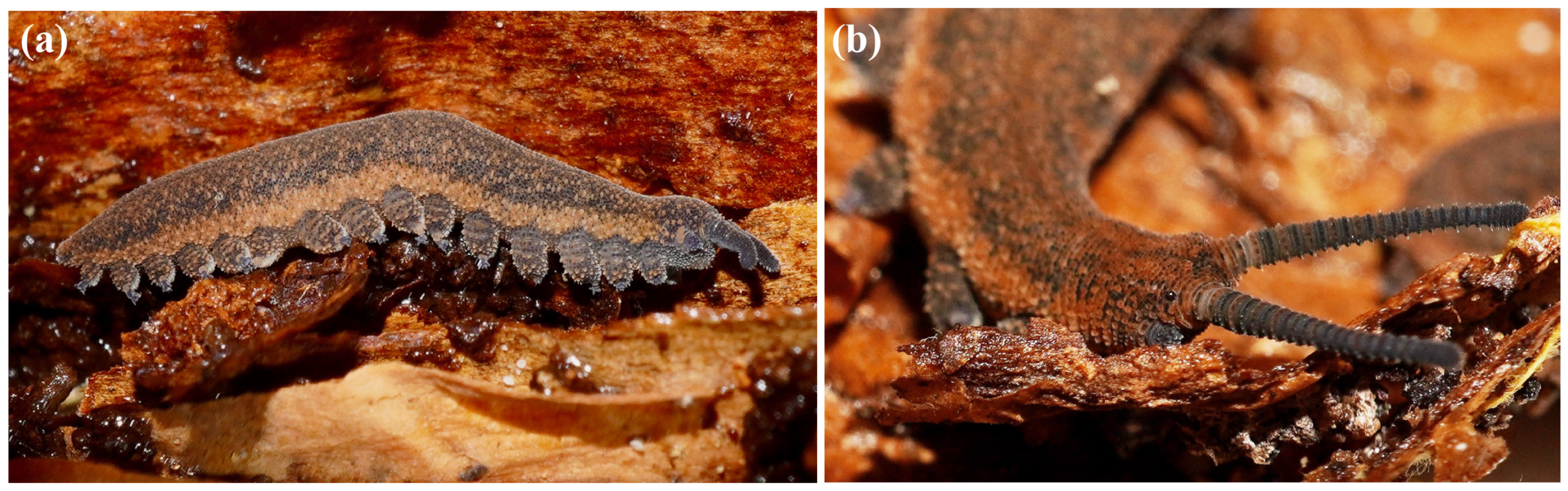 Insects 15 00248 g018 Insects 15 00248 g018