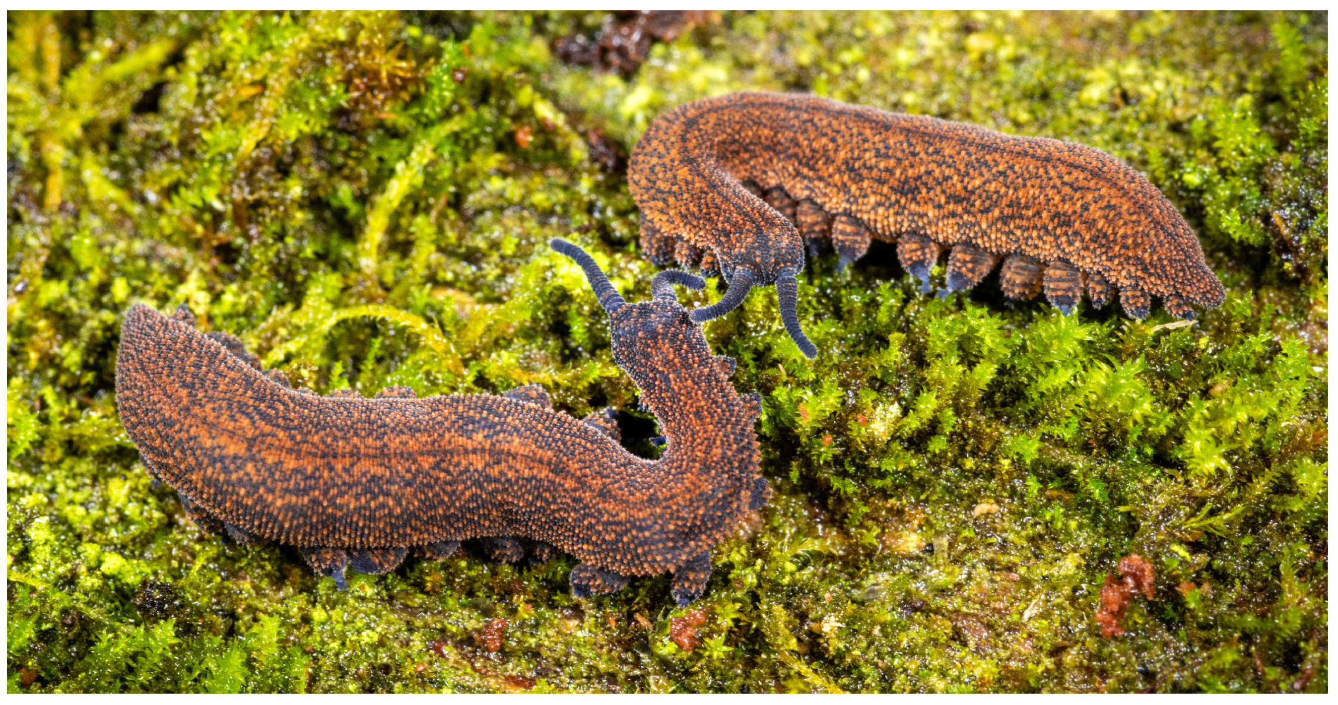 Insects 15 00248 g019 Insects 15 00248 g019