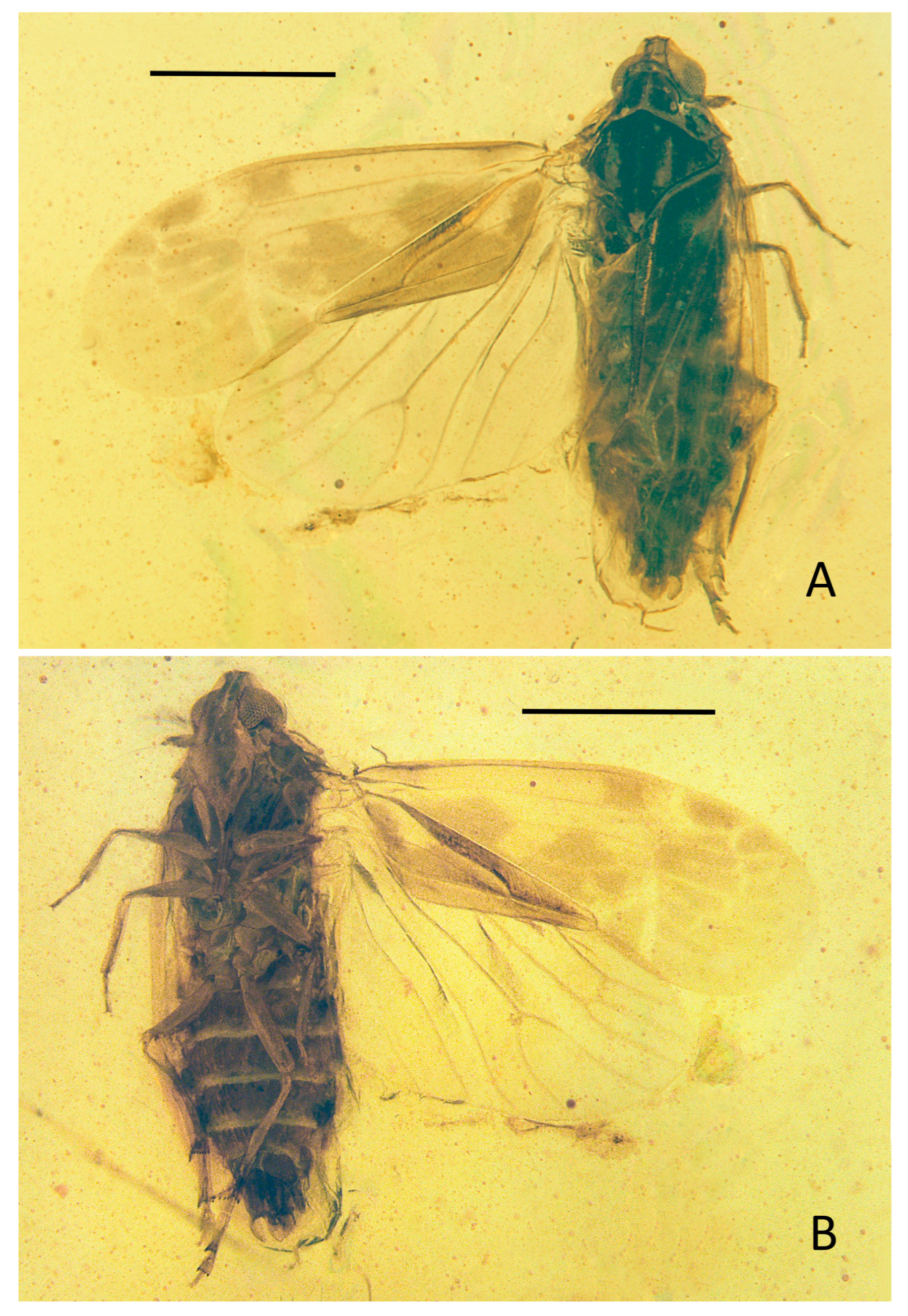 Insects 15 00252 g004