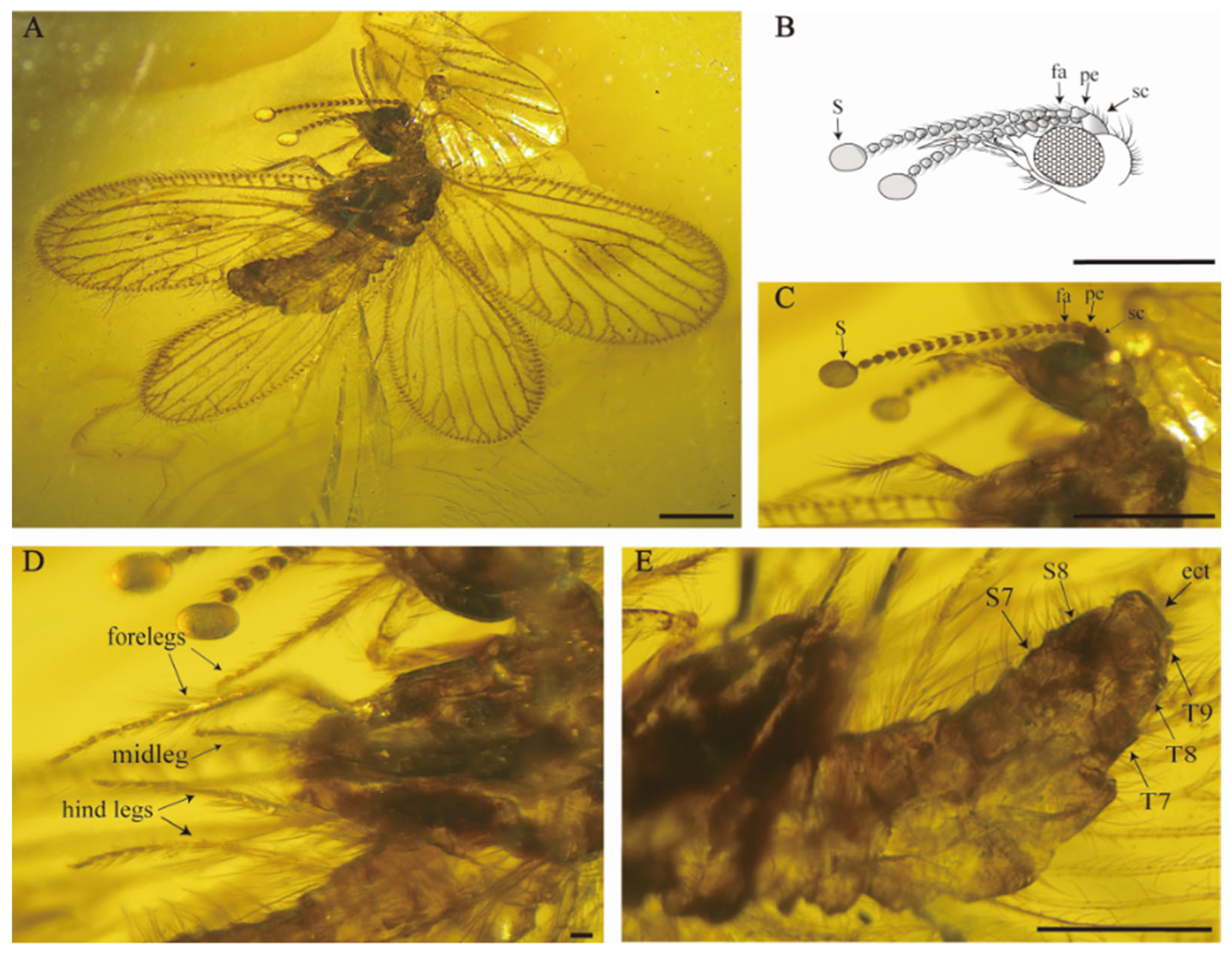 Insects 15 00259 g003