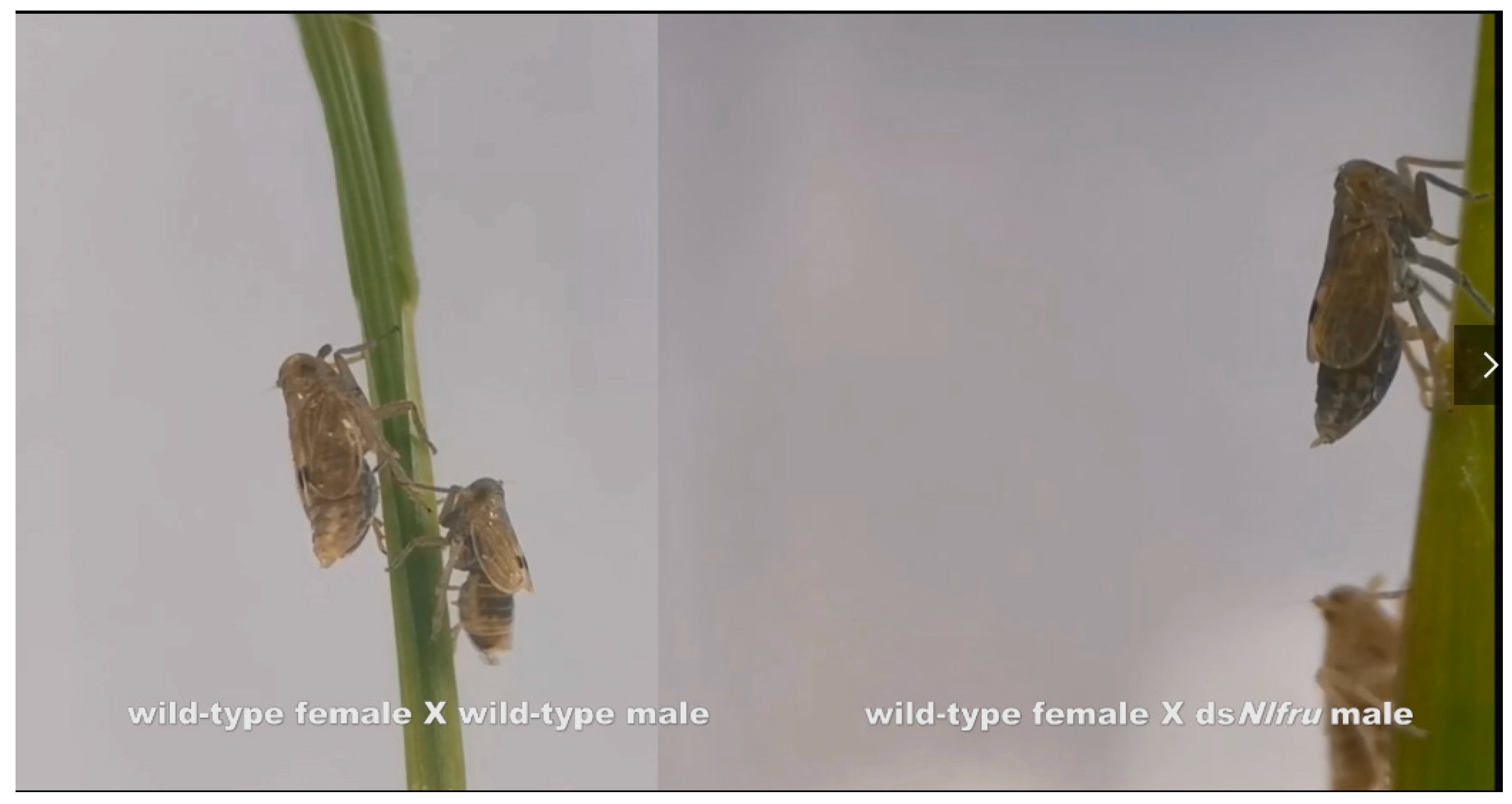 Insects 15 00262 g004